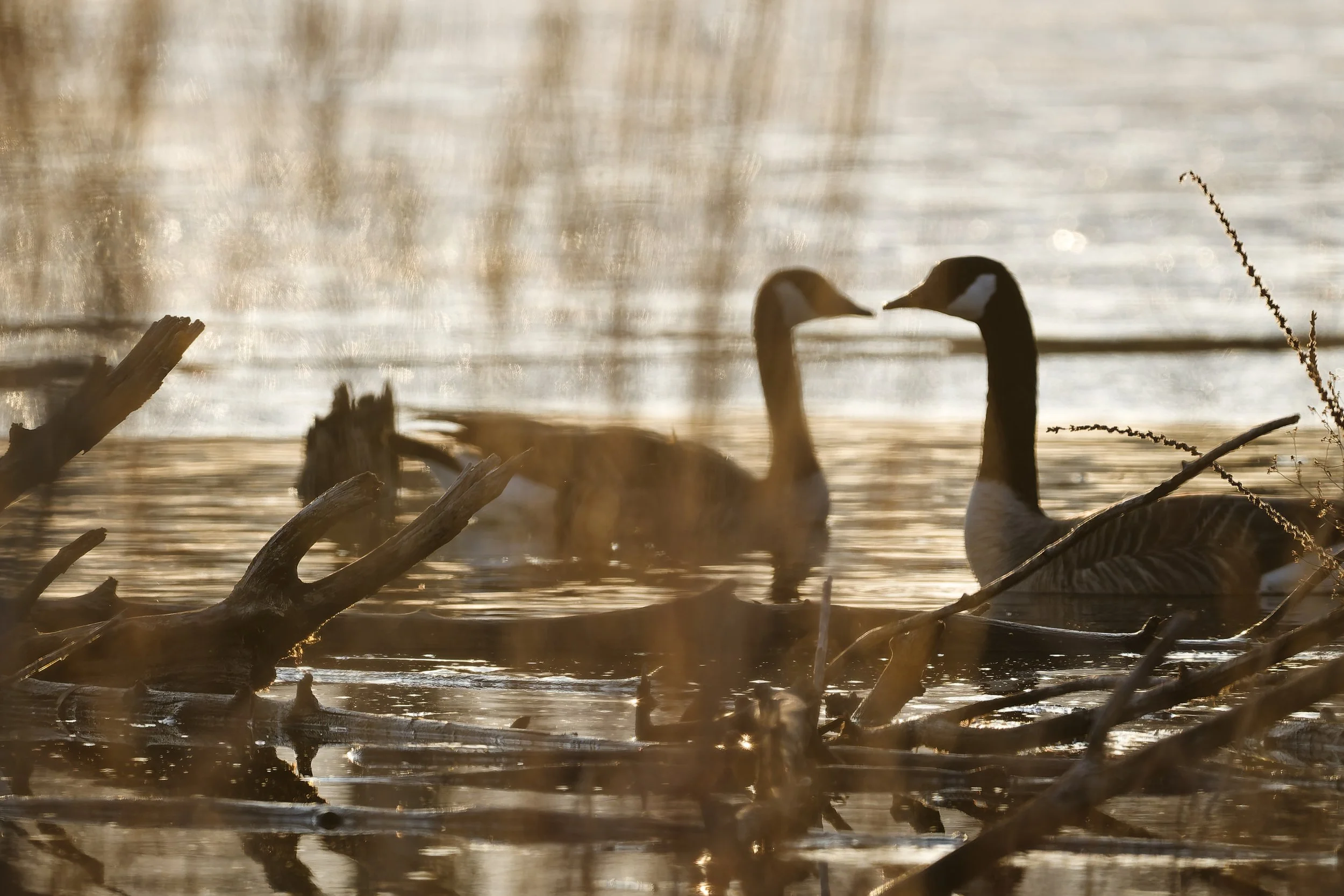 Canada geese in the reeds