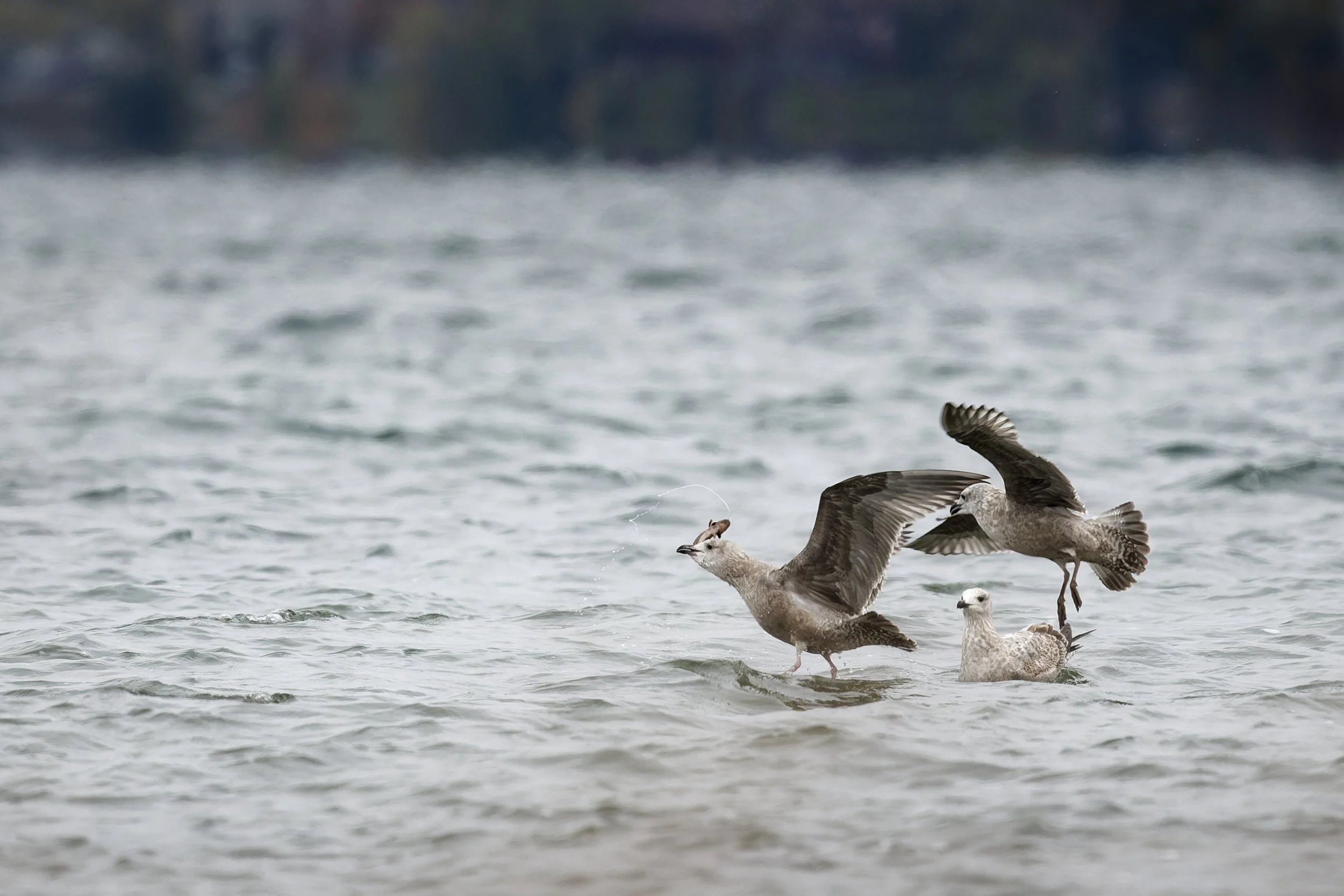 Three great black-backed gulls (juvenile), fighting for a catch