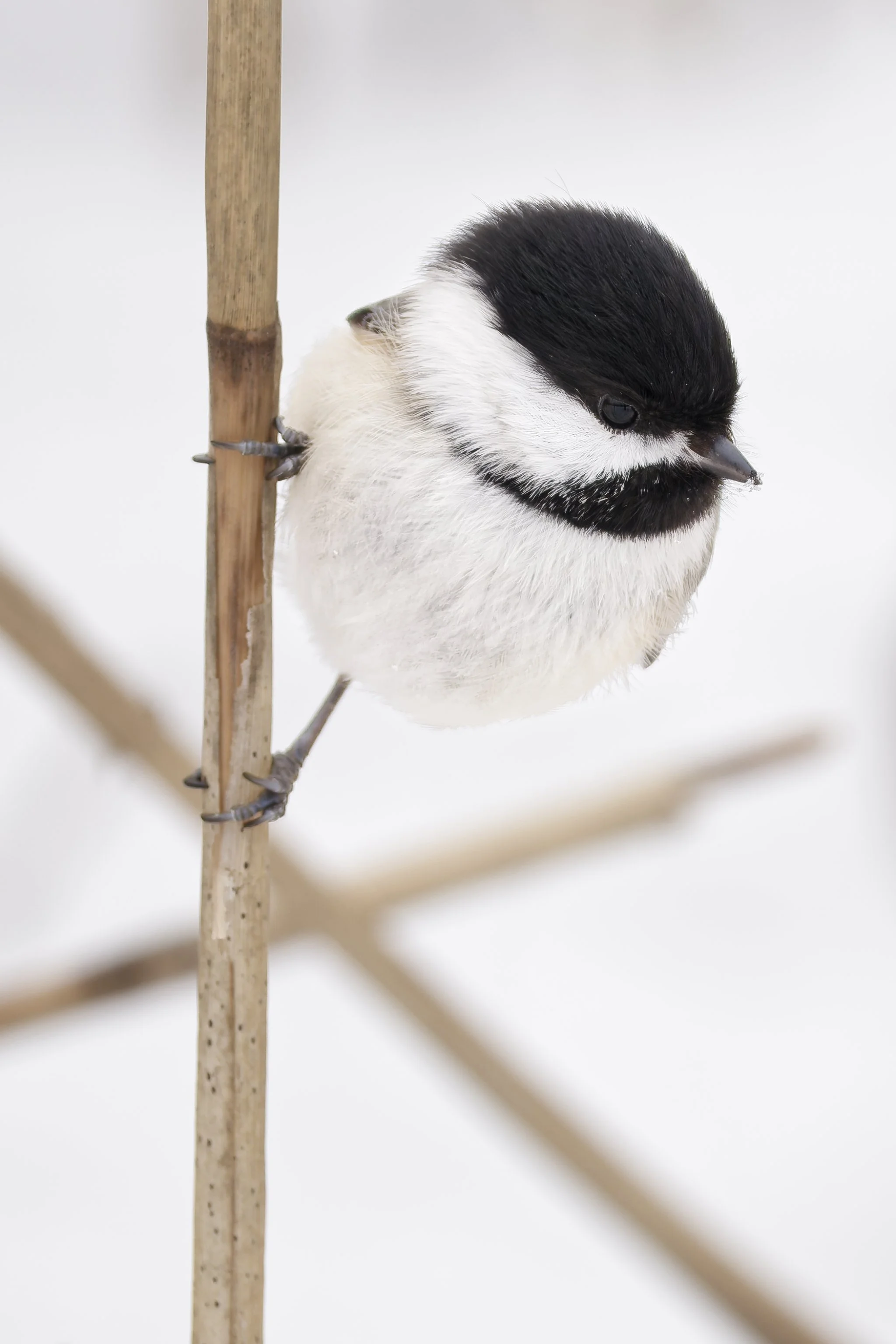 Black-capped chickadee and verticals