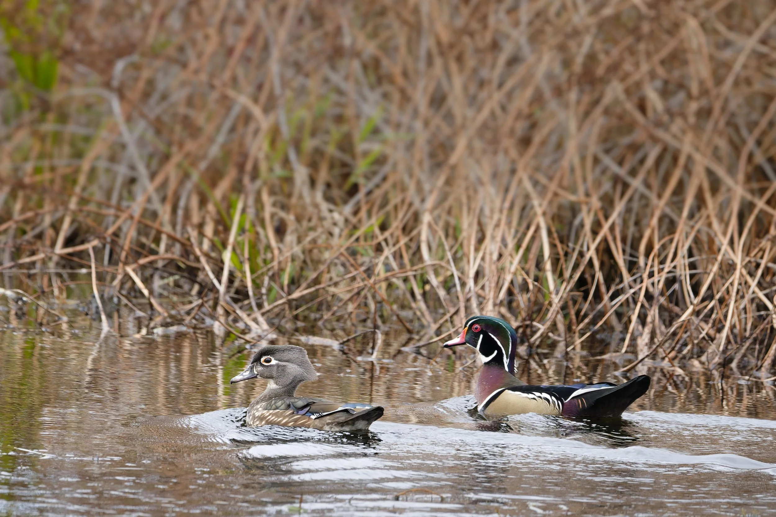 Couple of wood ducks in the fall