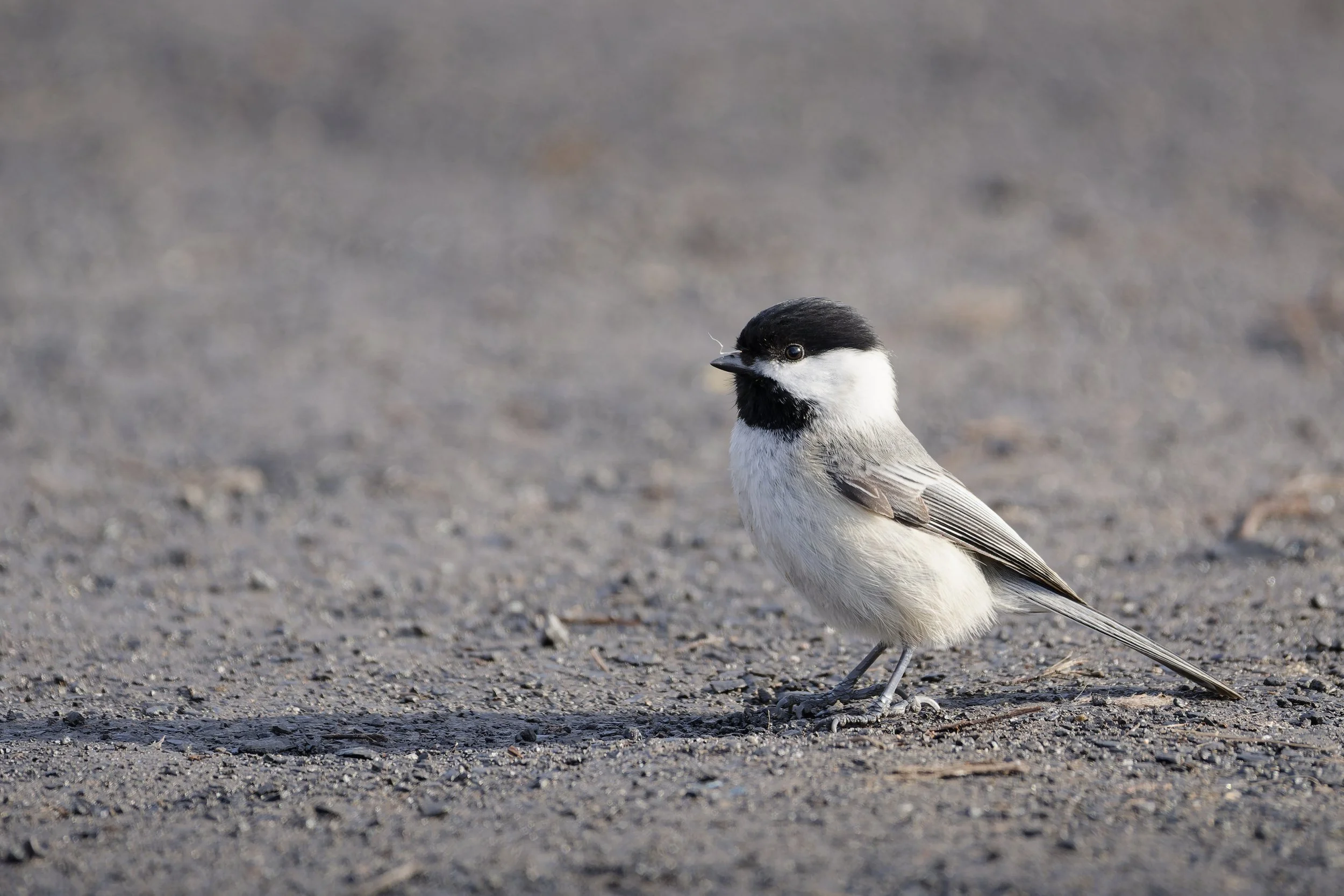 Black-capped chickadee in early morning