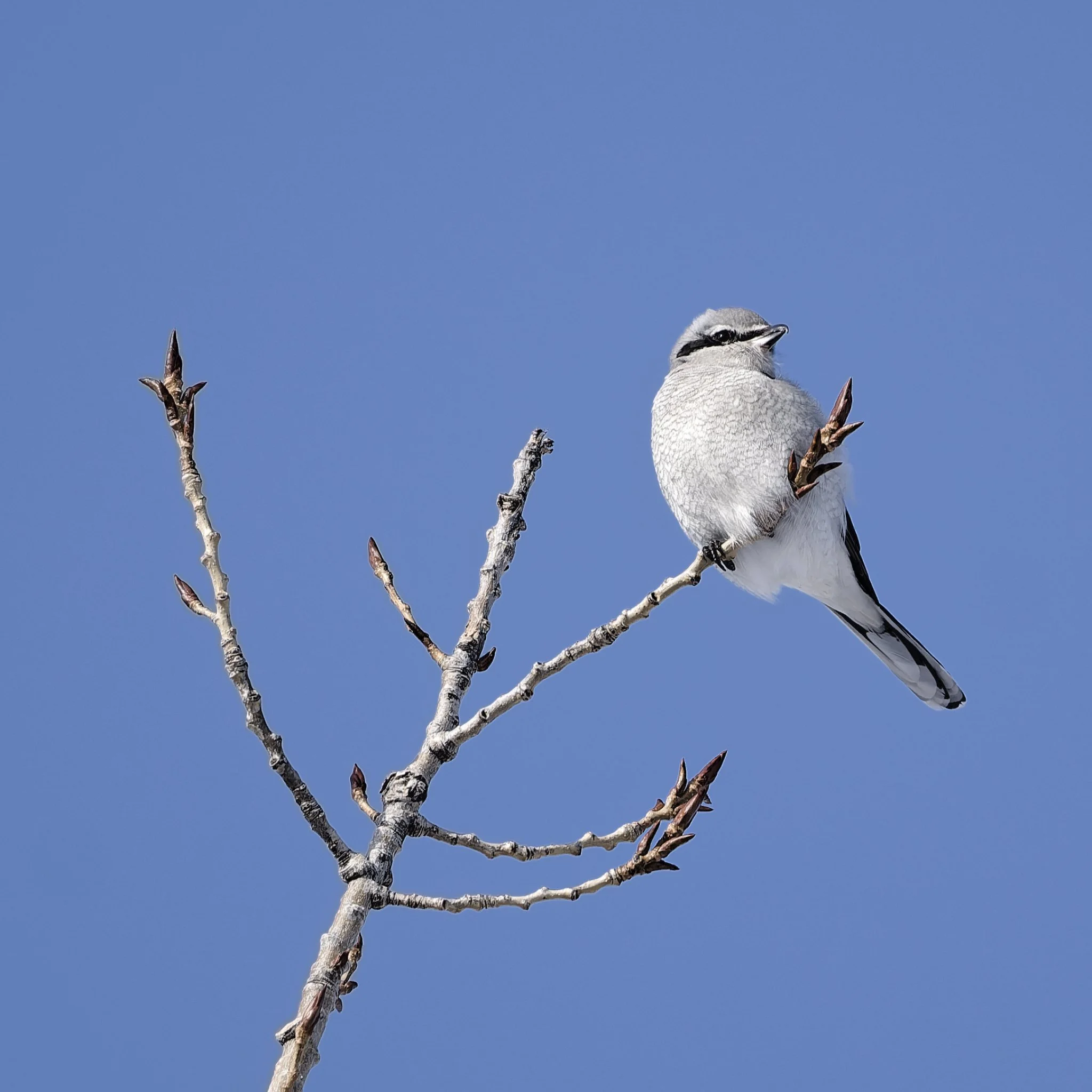 Northern shrike
