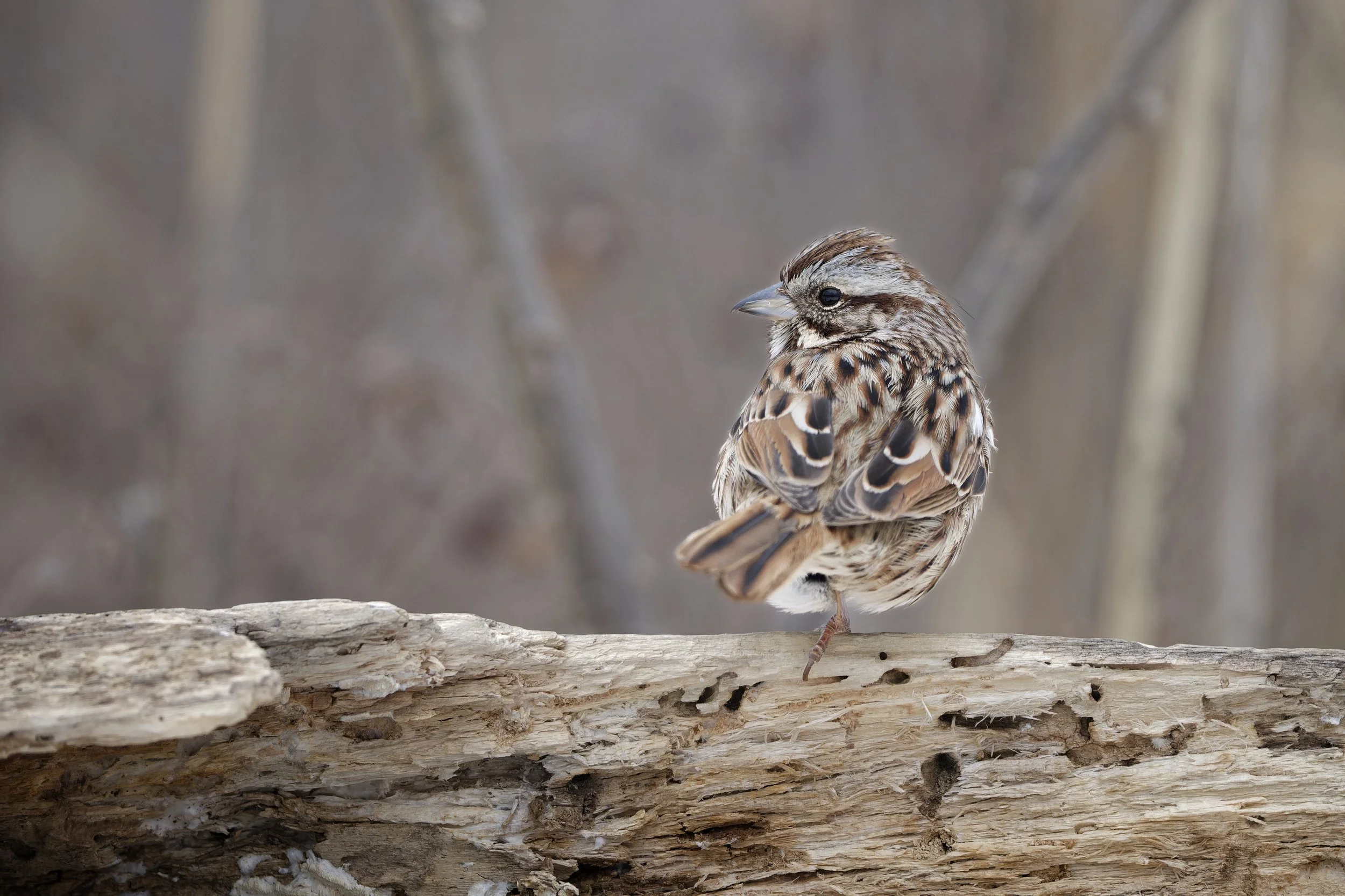 Song sparrow waiting for spring