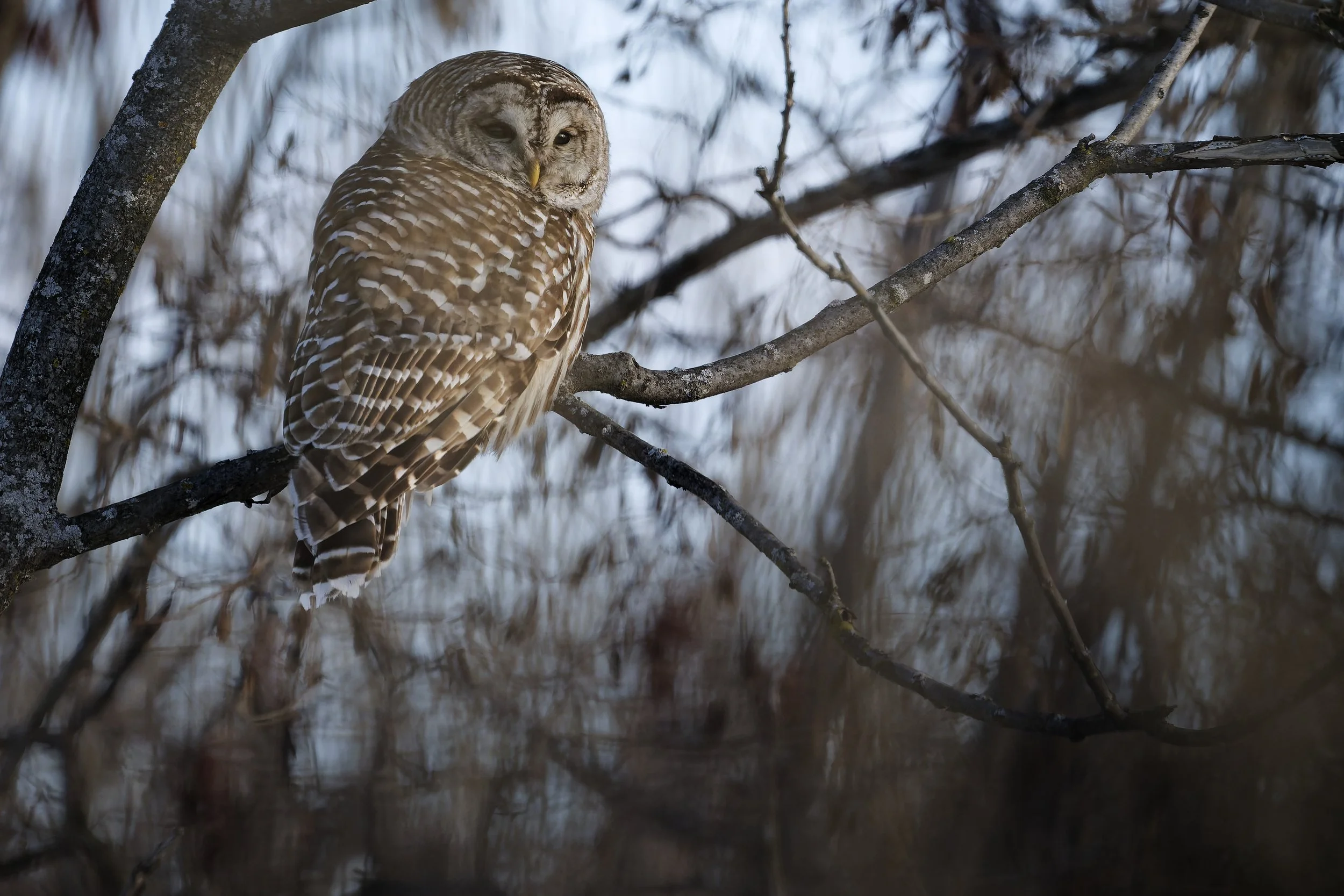 The barred owl just spotted me 