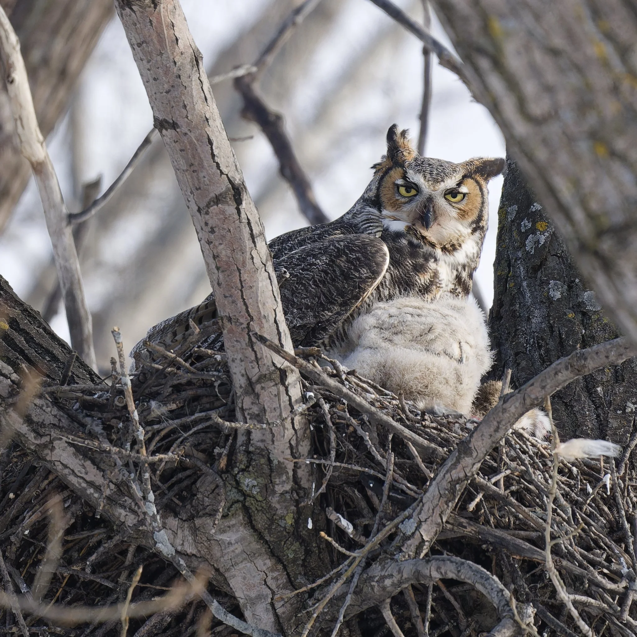 Great horned owl and chick
