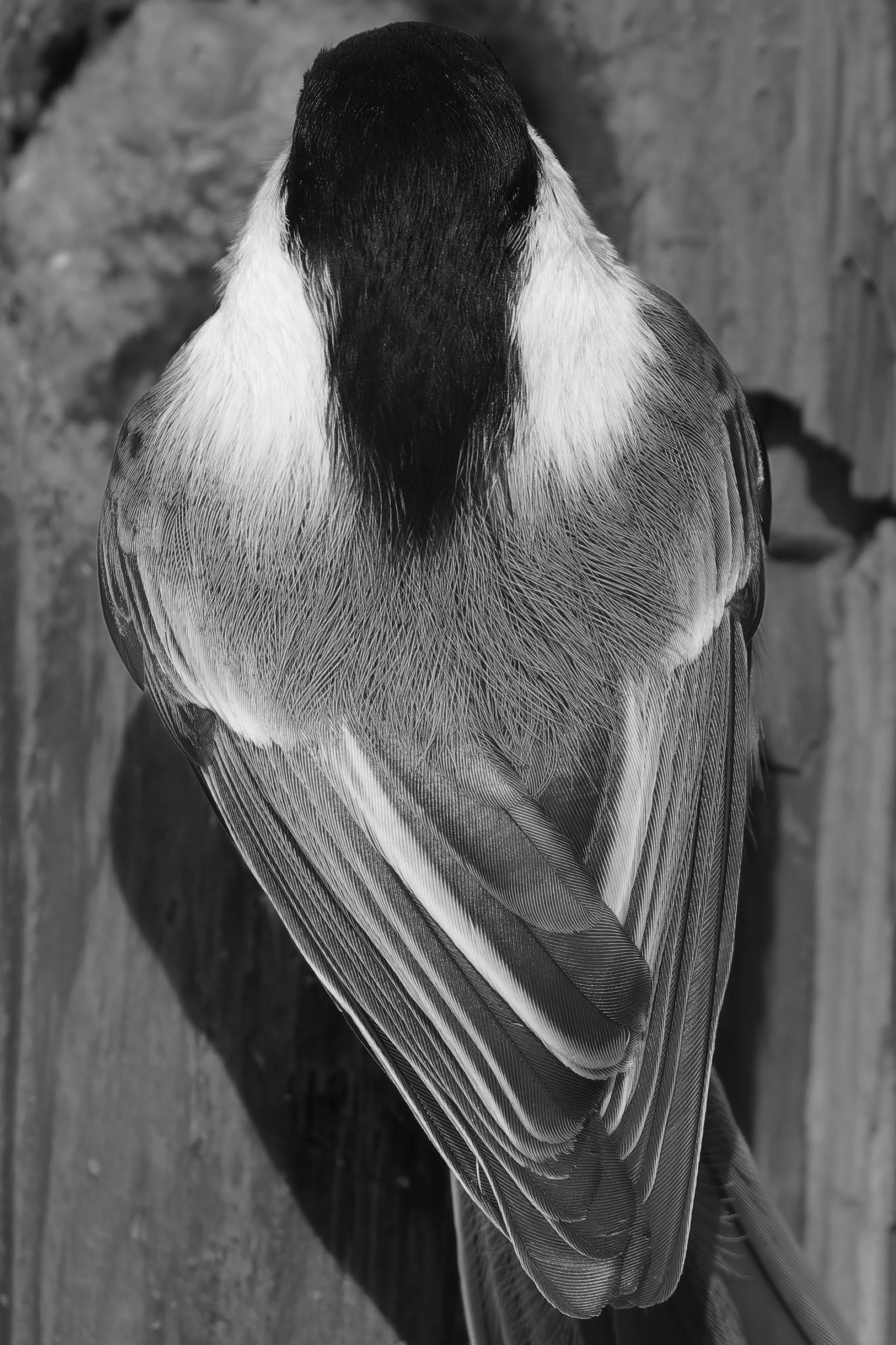 The mane of a black-capped chickadee