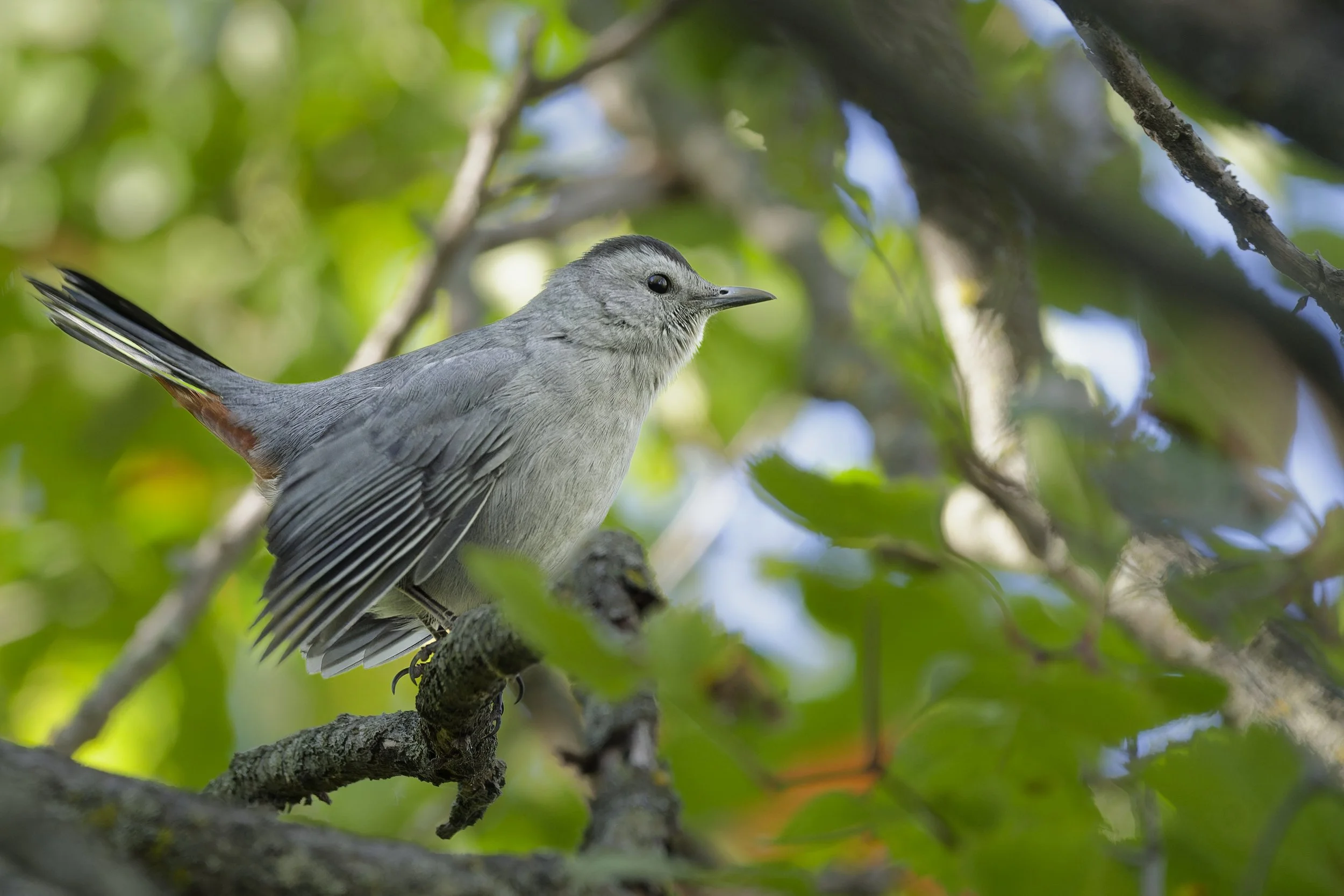 Grey catbird in the summer