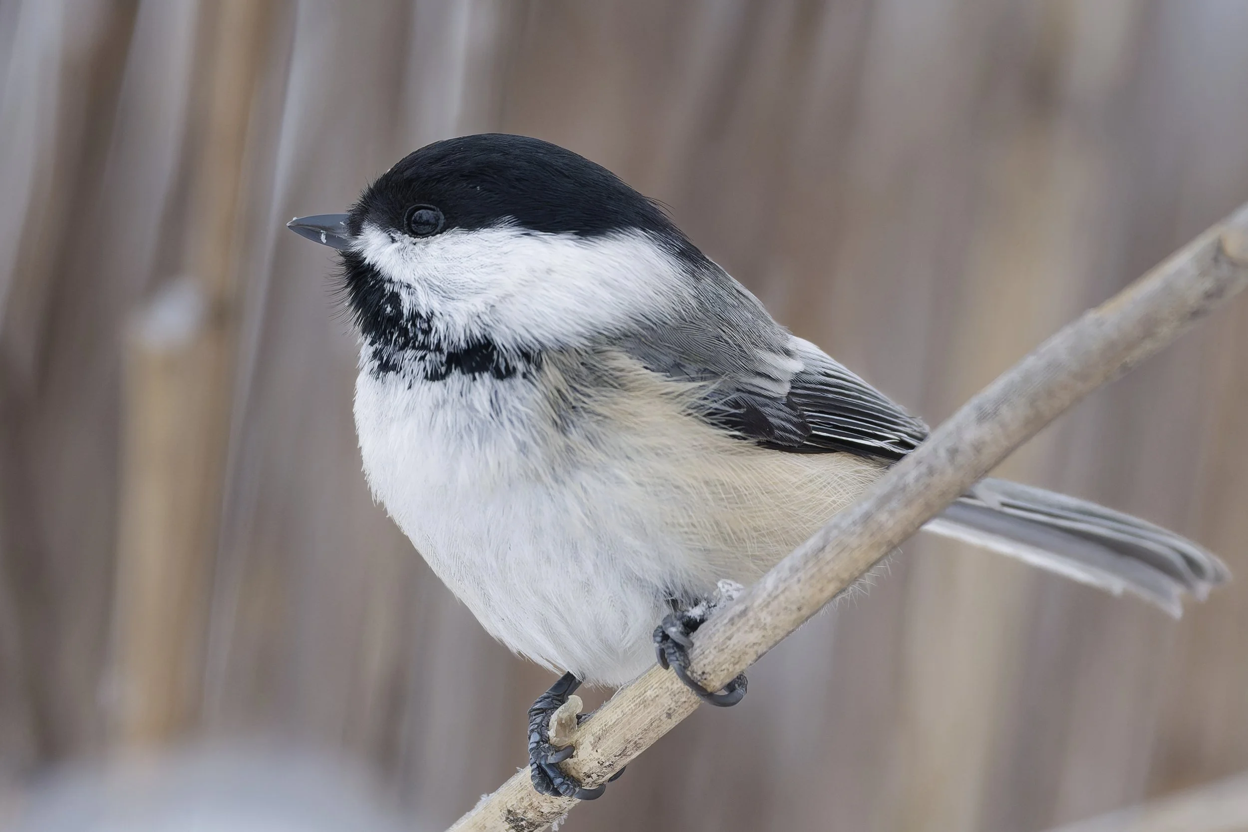 Black-capped chickadee says hello