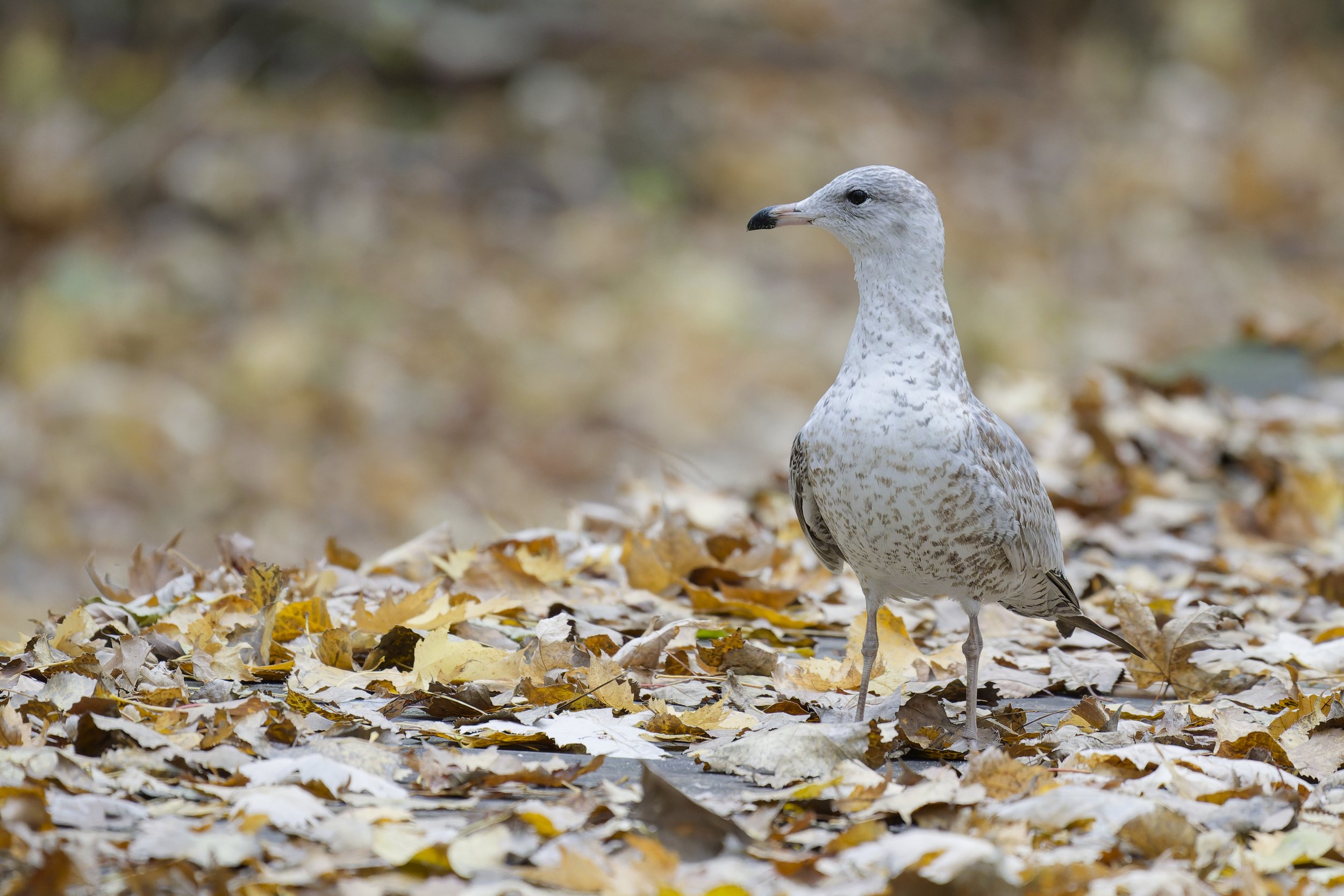 A ring-billed gull (immature) amongst fallen leaves