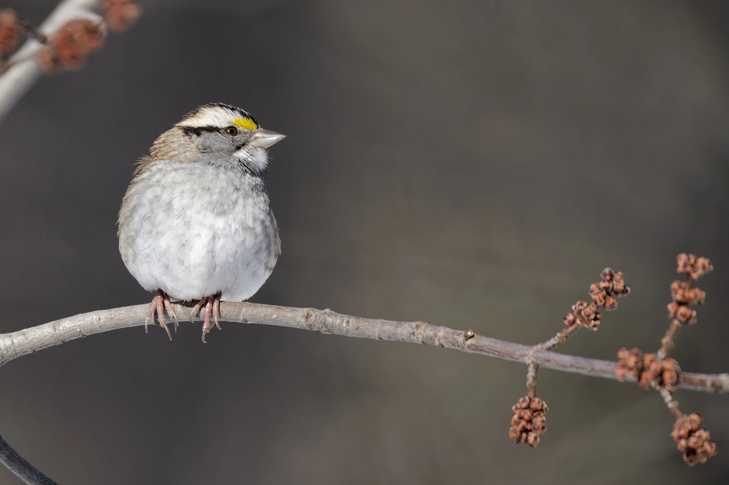 White-throated sparrow perched