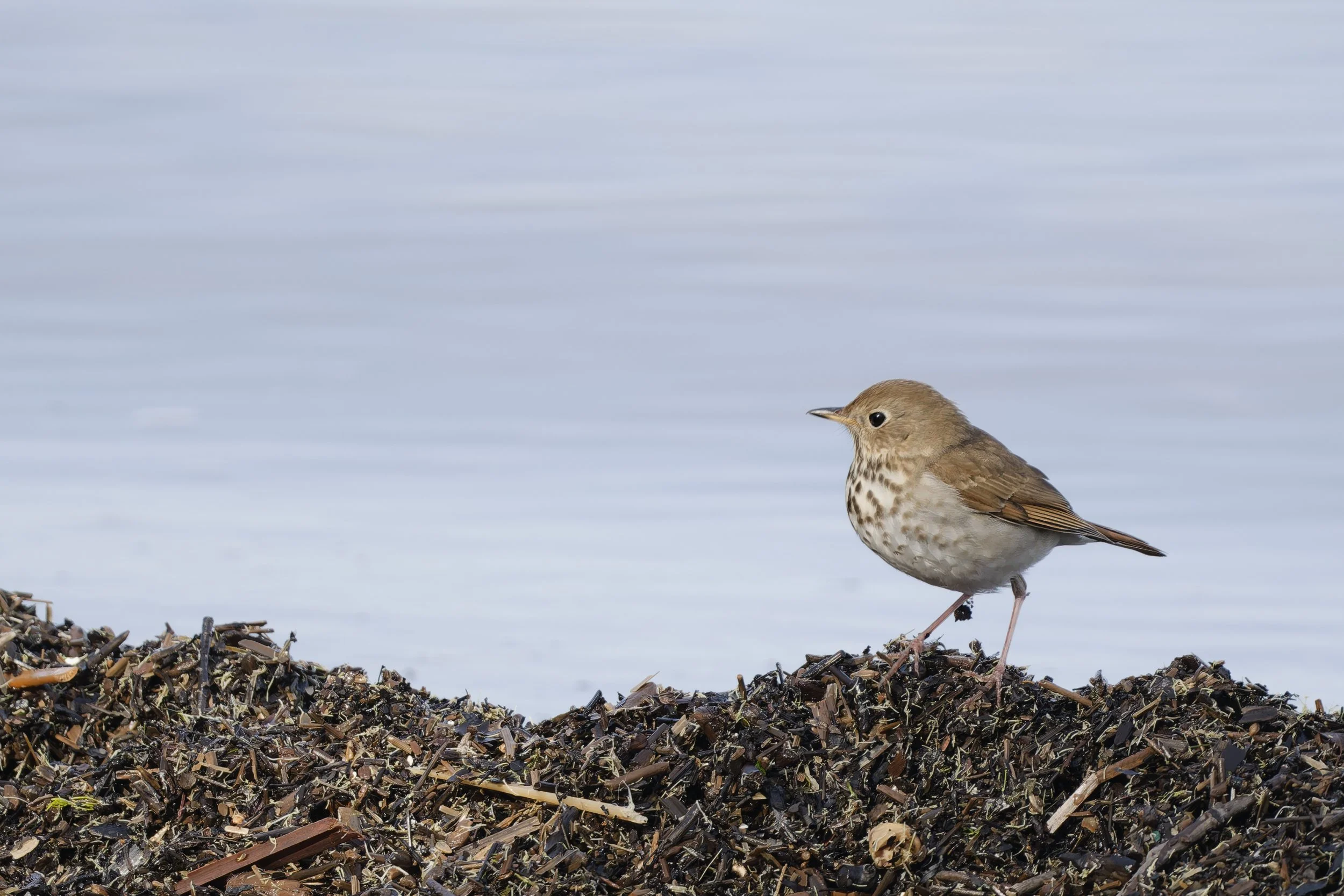 Hermit thrush by the water