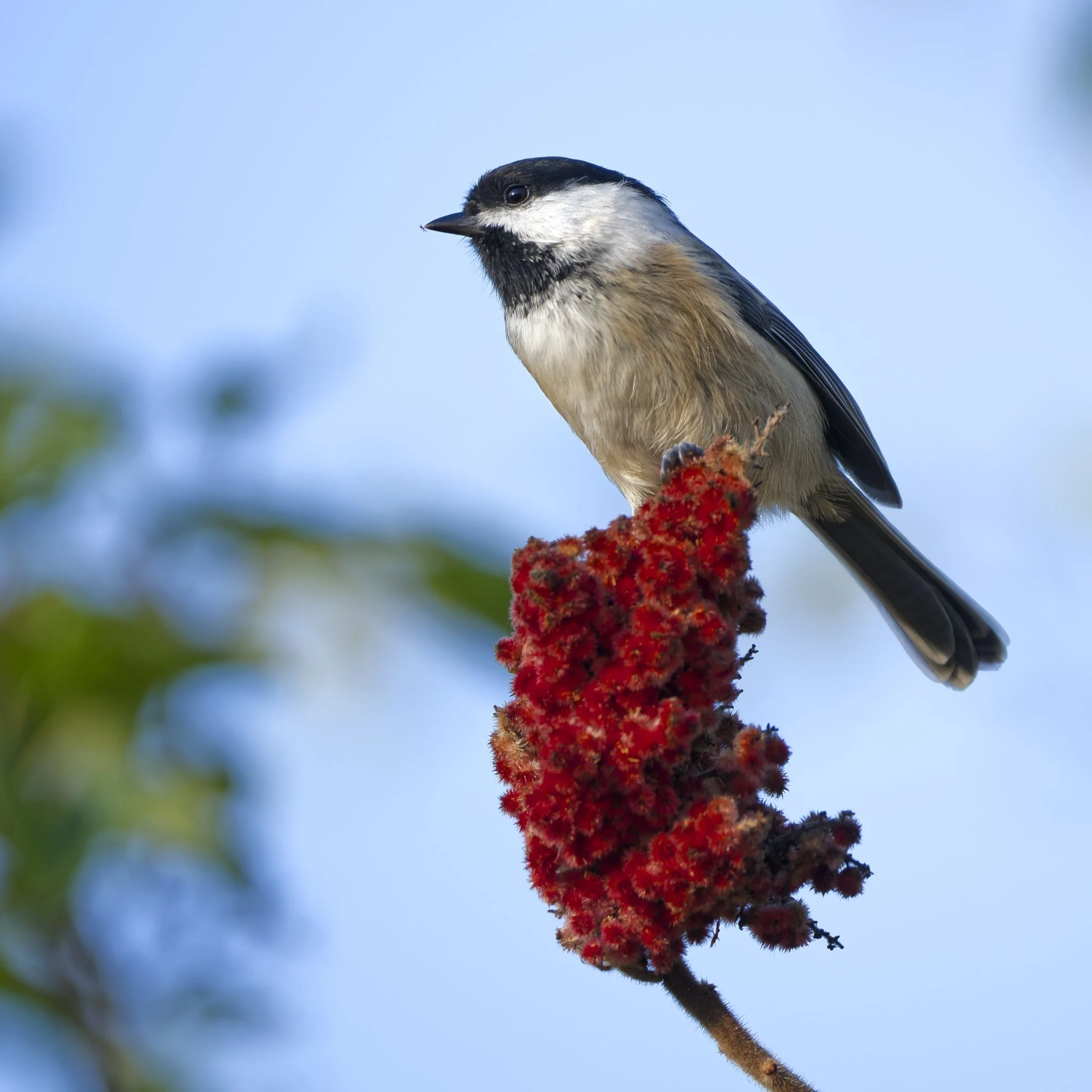 Black-capped chickadee in early fall