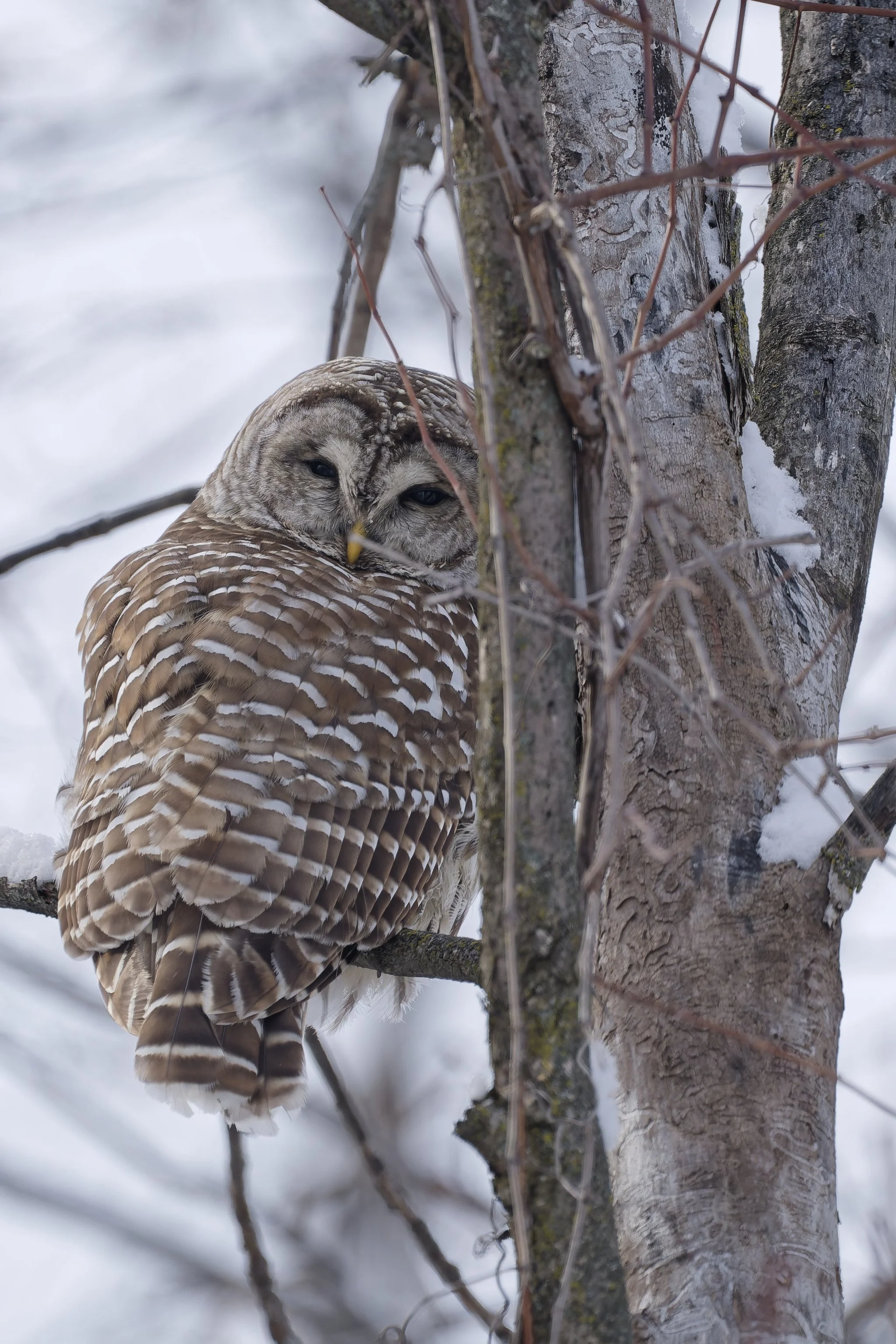 Shy barred owl