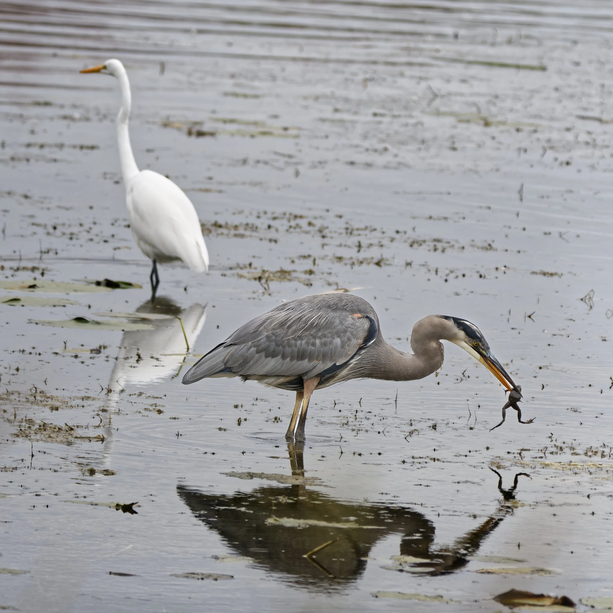 Great blue heron just caught a frog