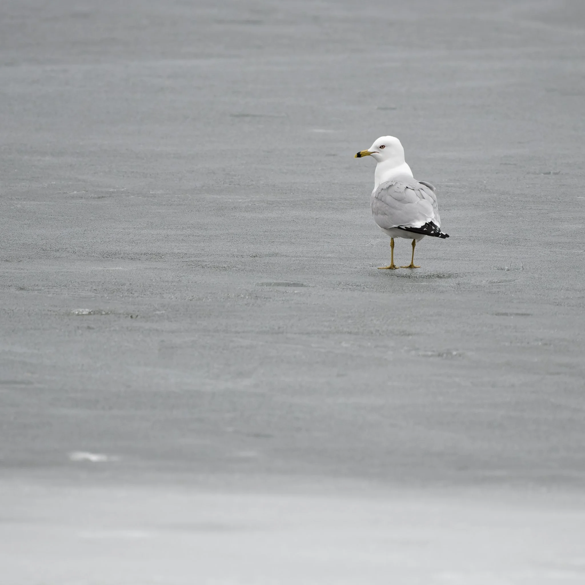 Ring-billed gull in matching colors with ice and snow