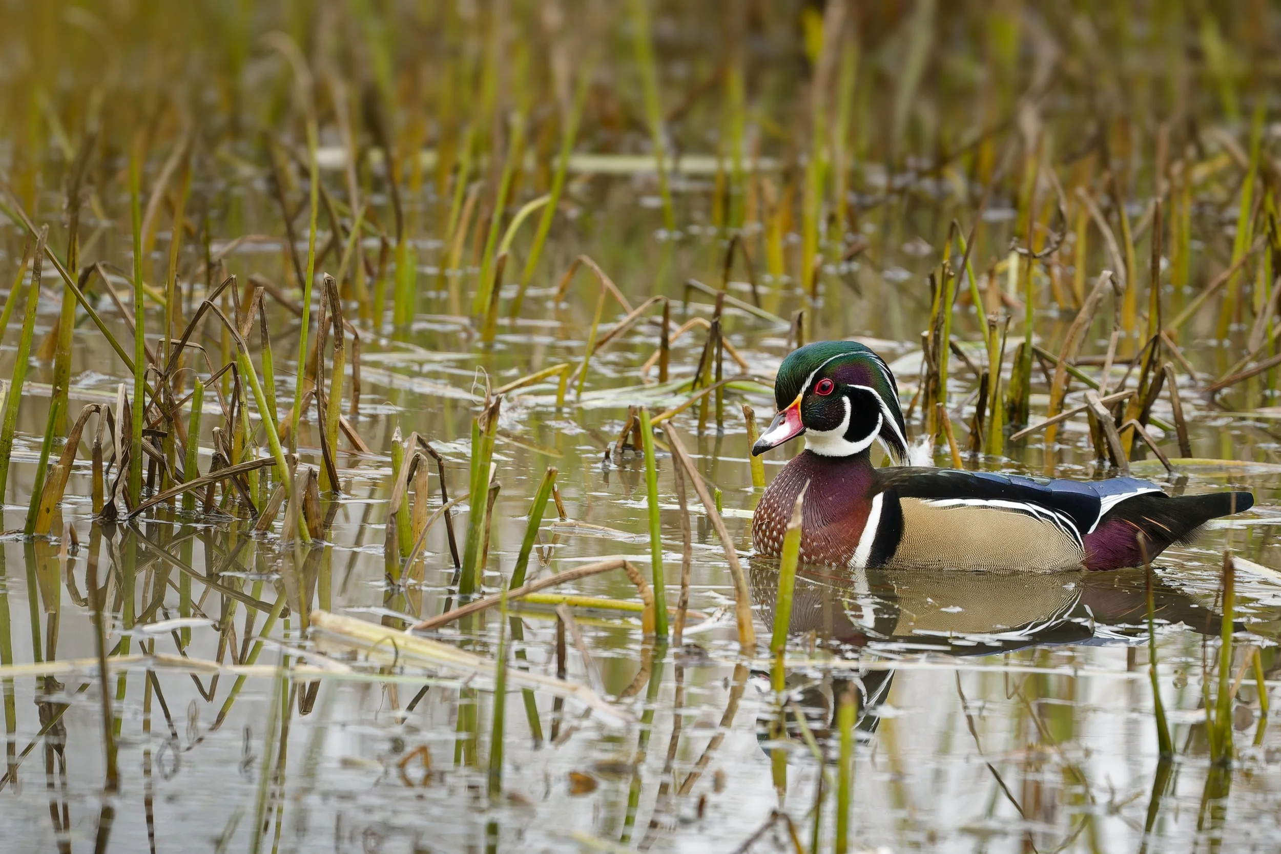 Male wood duck in the reeds