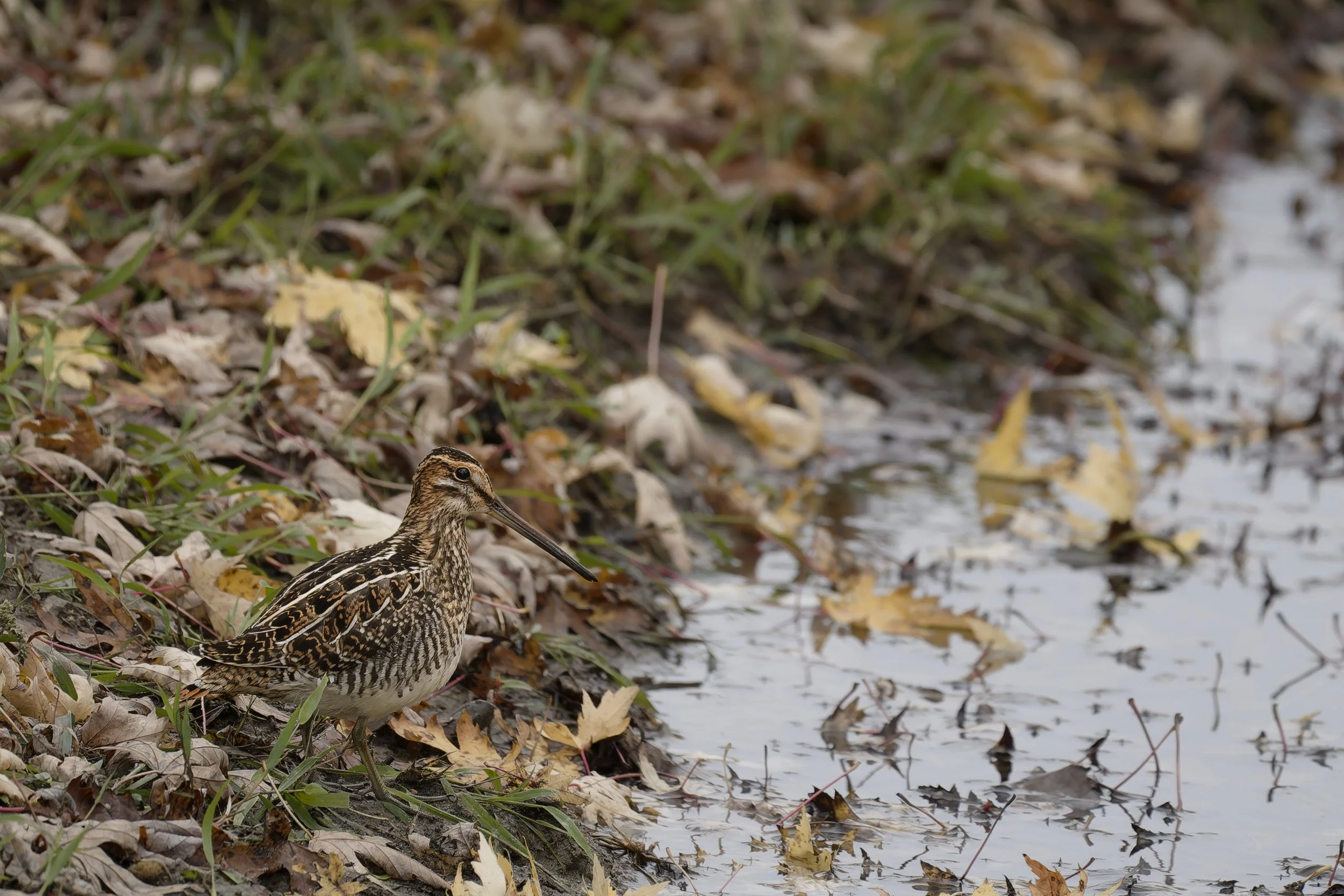 Wilson's snipe, camouflaged