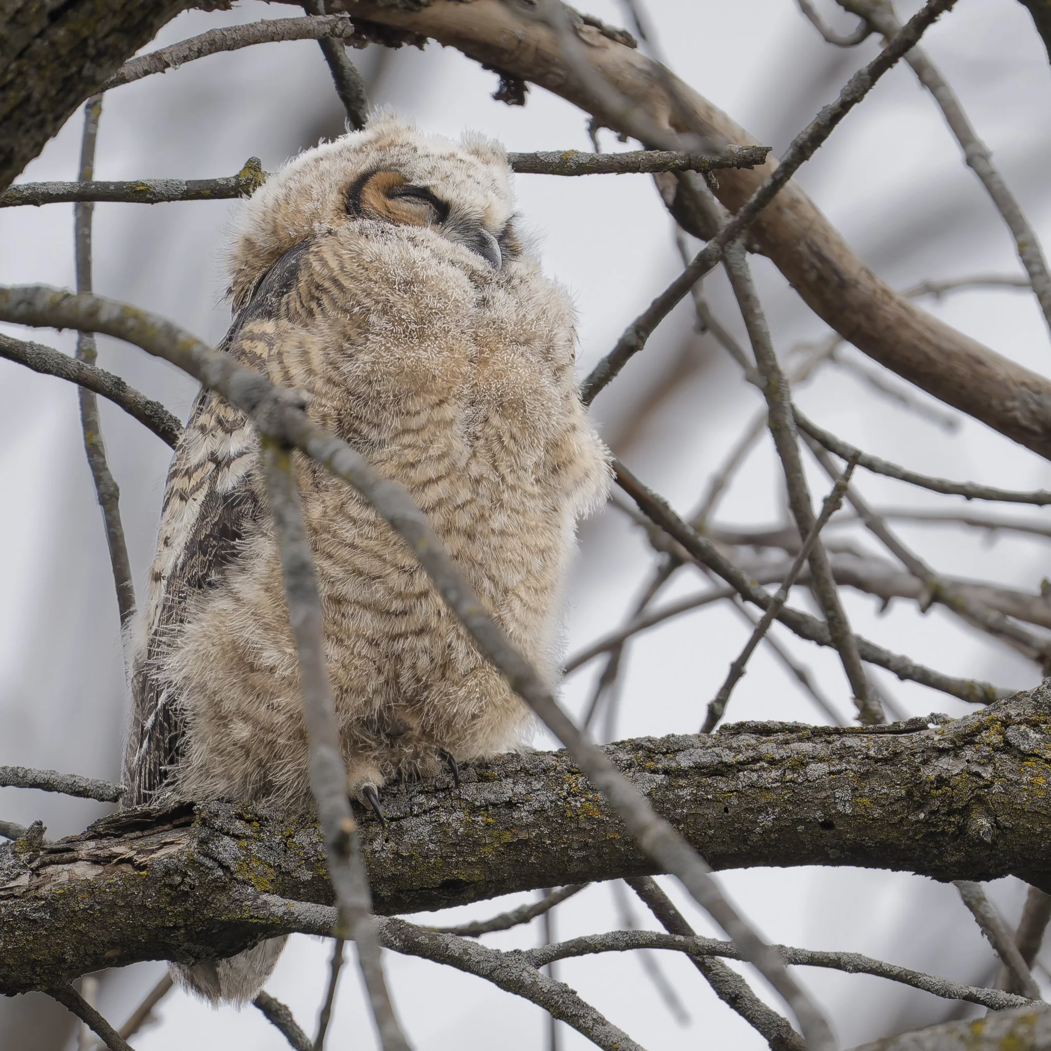 Great horned owlet, flew out of nest