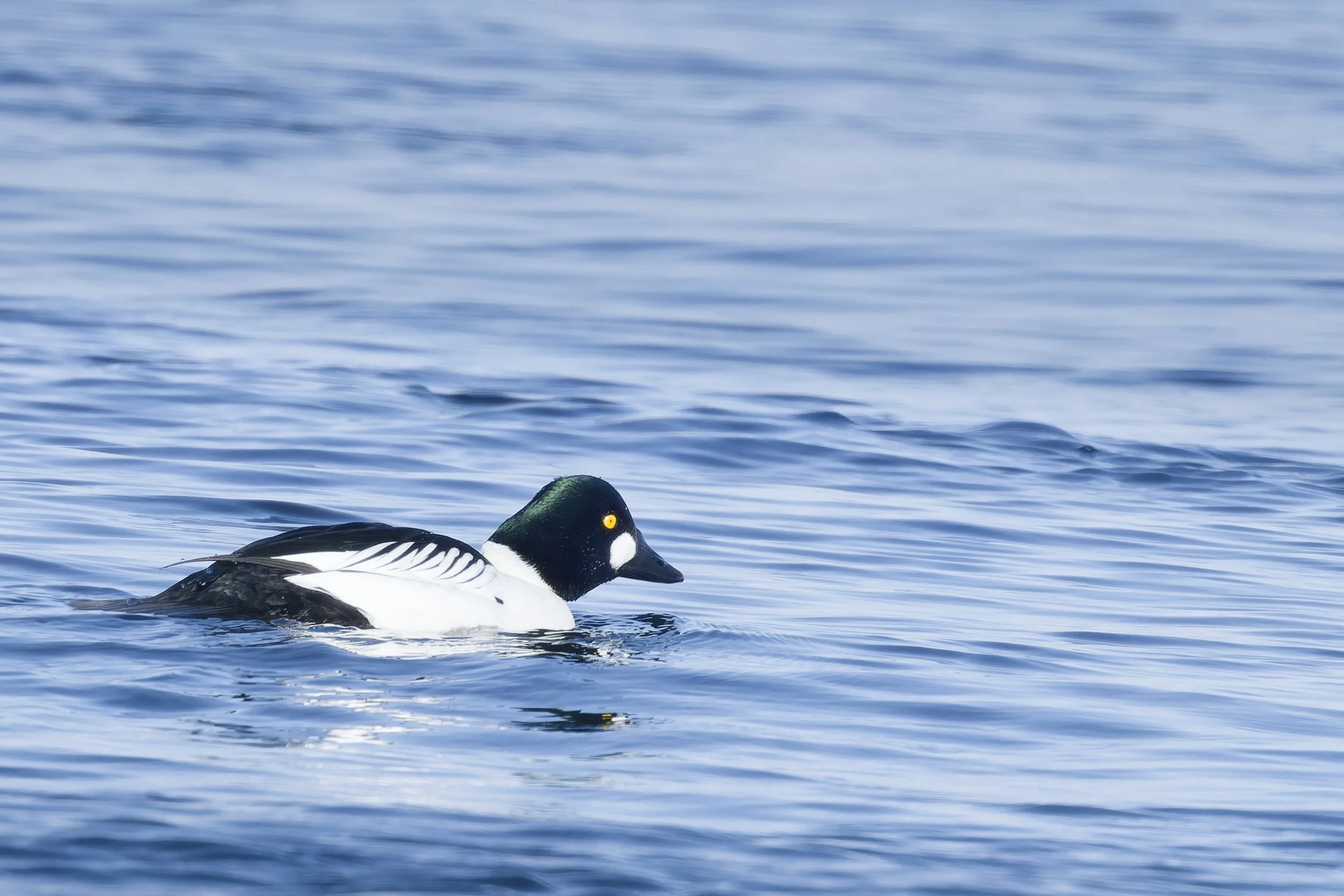 Male common goldeneye