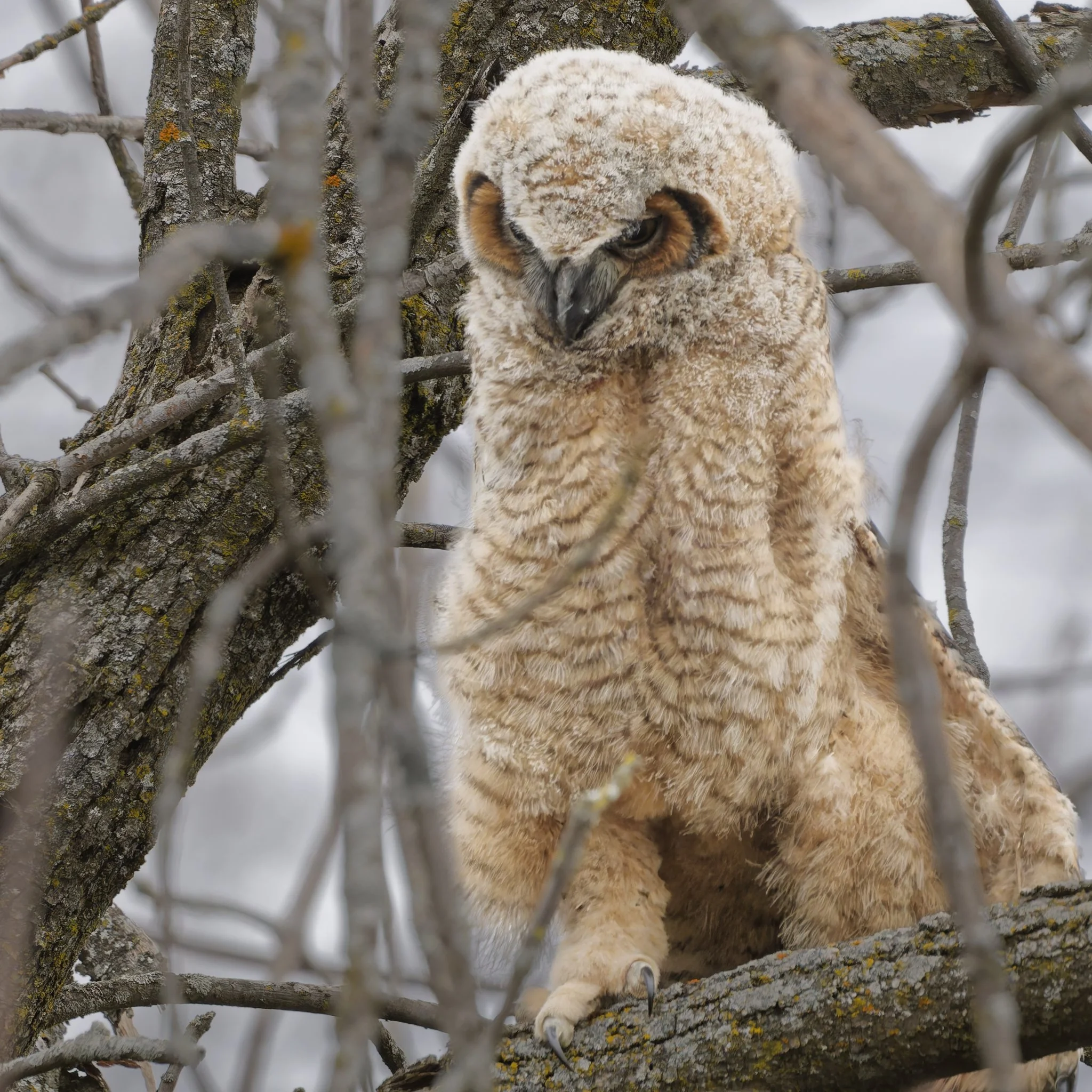 Great horned owlet stretching