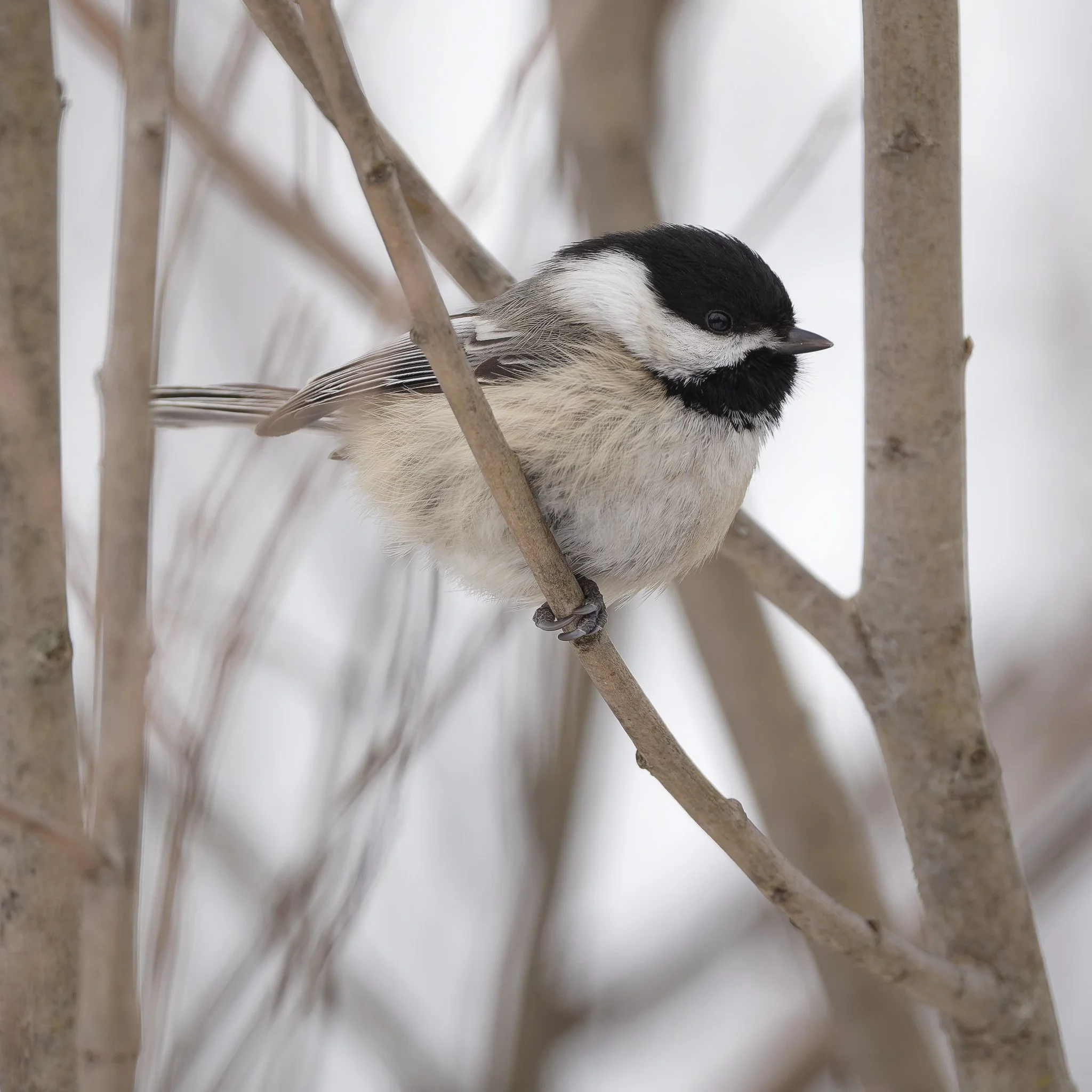 Black-capped chickadee before it landed on my lens