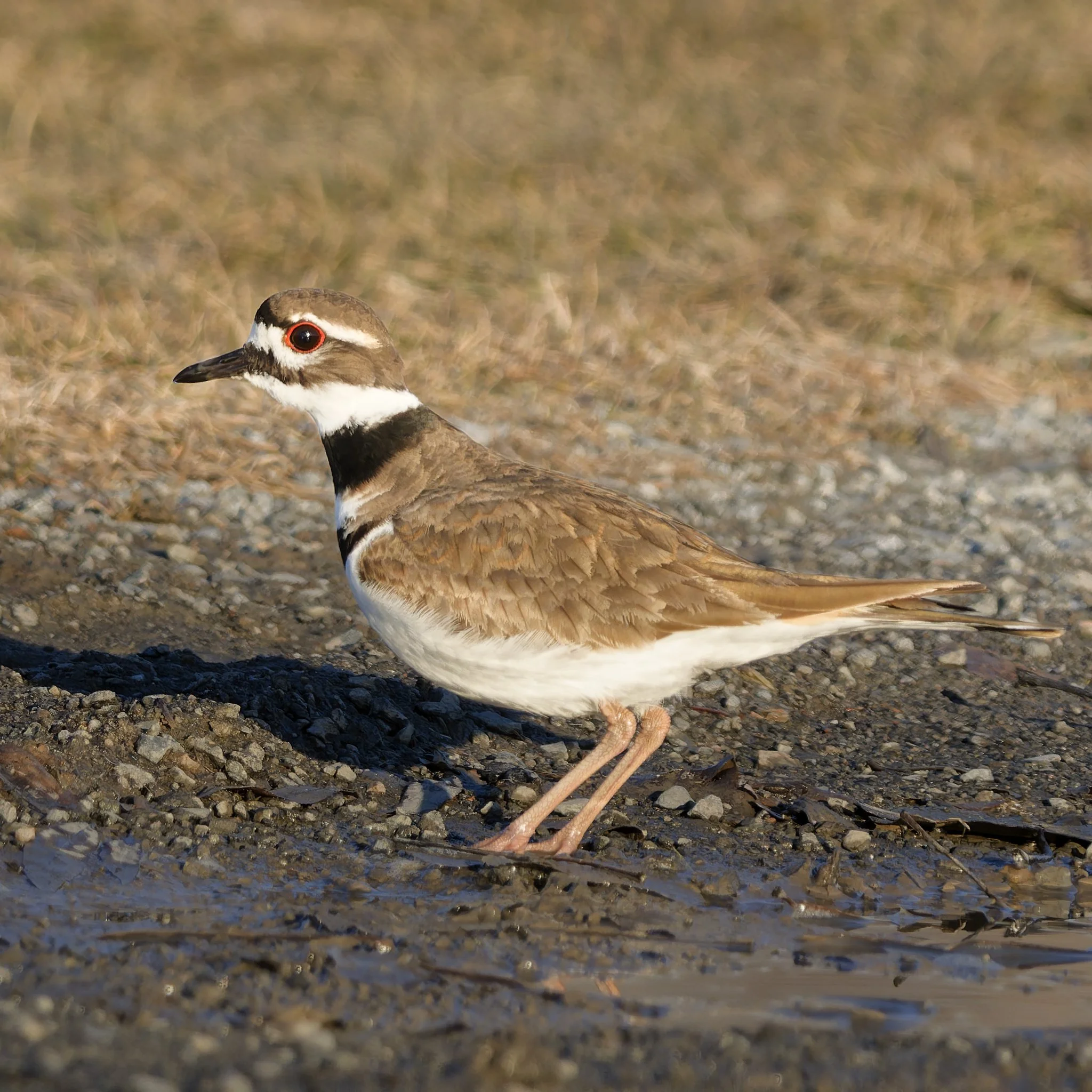Killdeer 