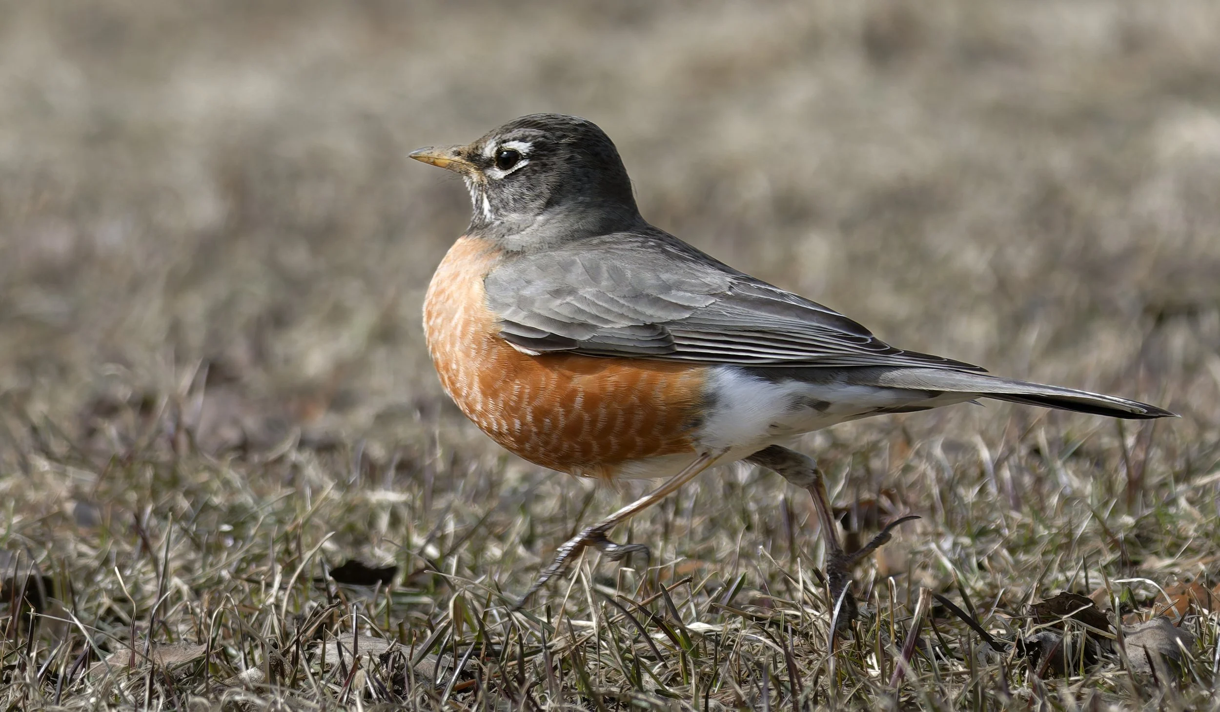 American robin jogging
