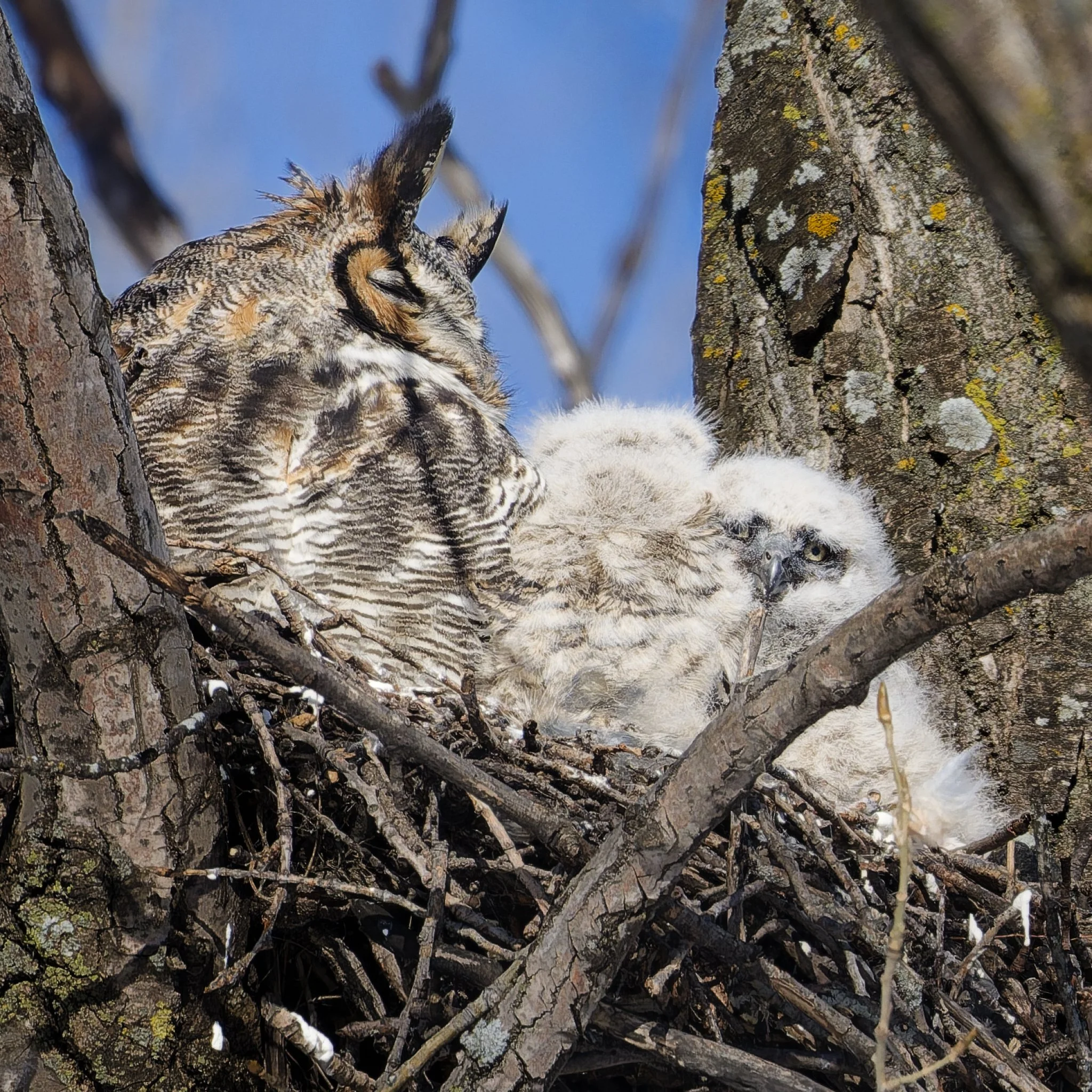 Great horned owls (mum and chicks)