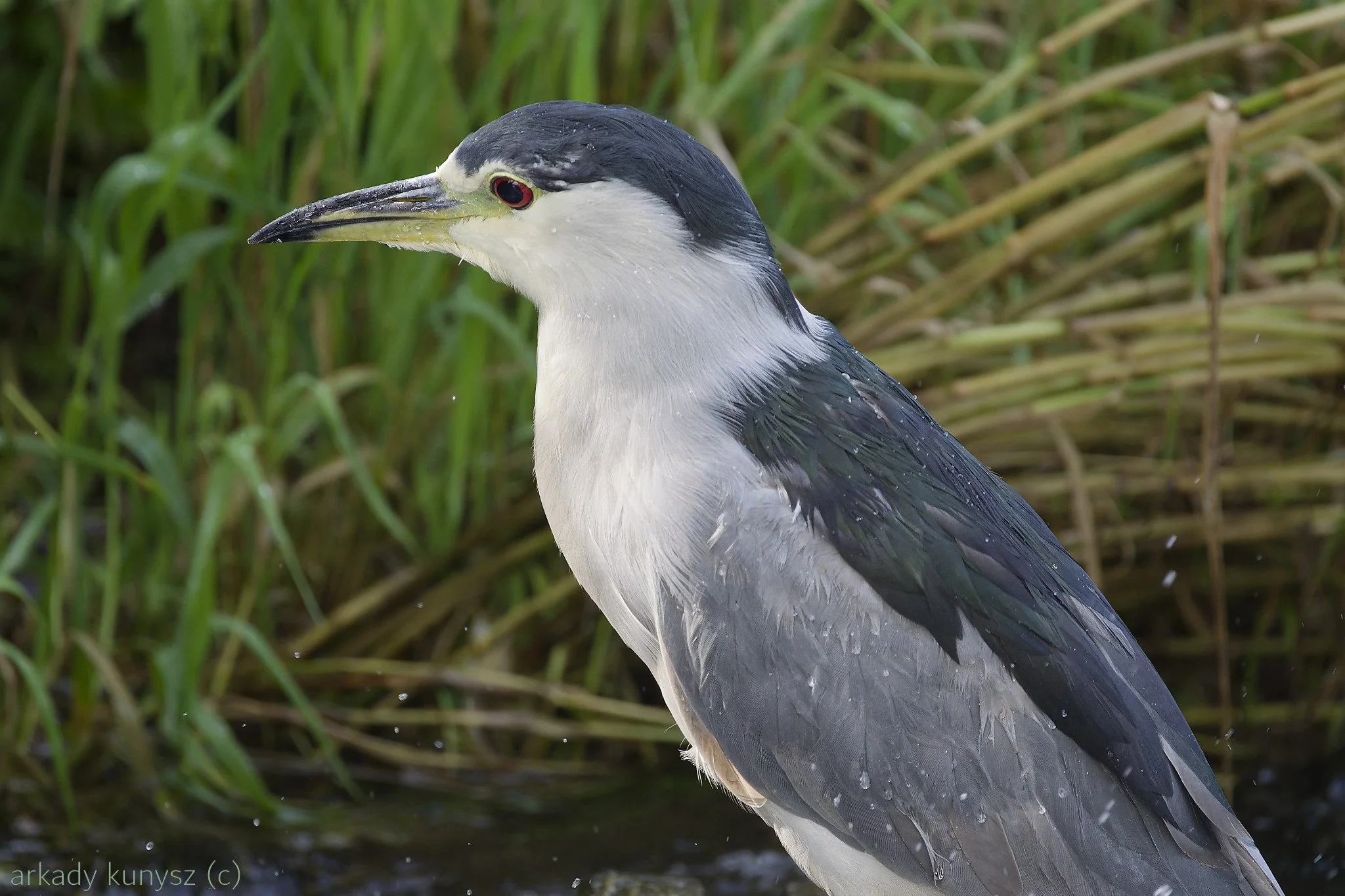 Water and shore birds