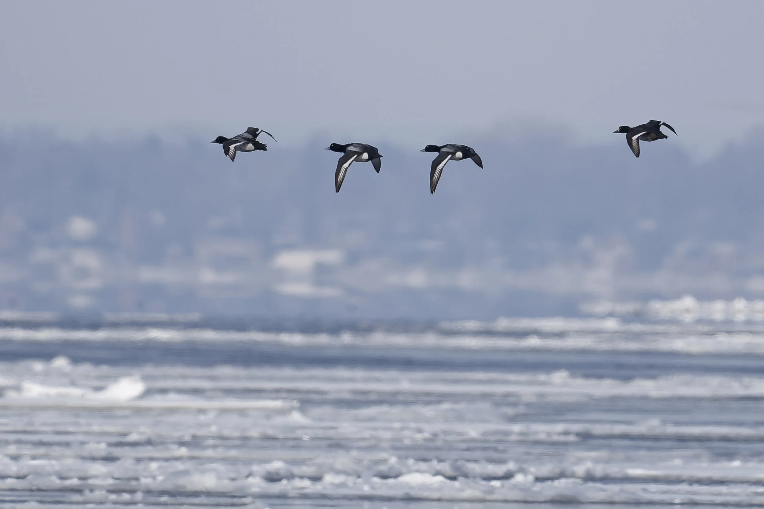 Greater scaups in flight over the icy St-Lawrence