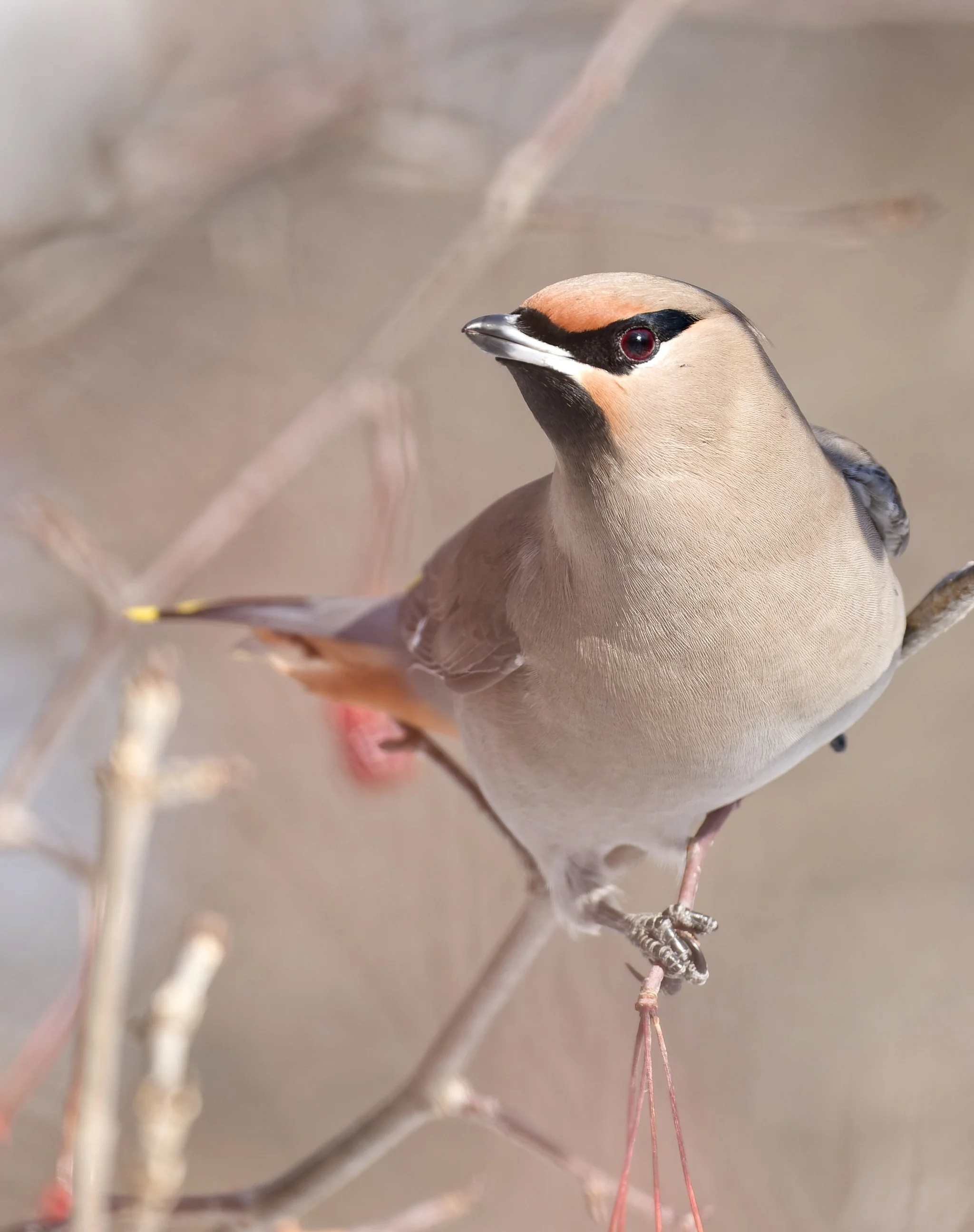 Bohemian waxwing