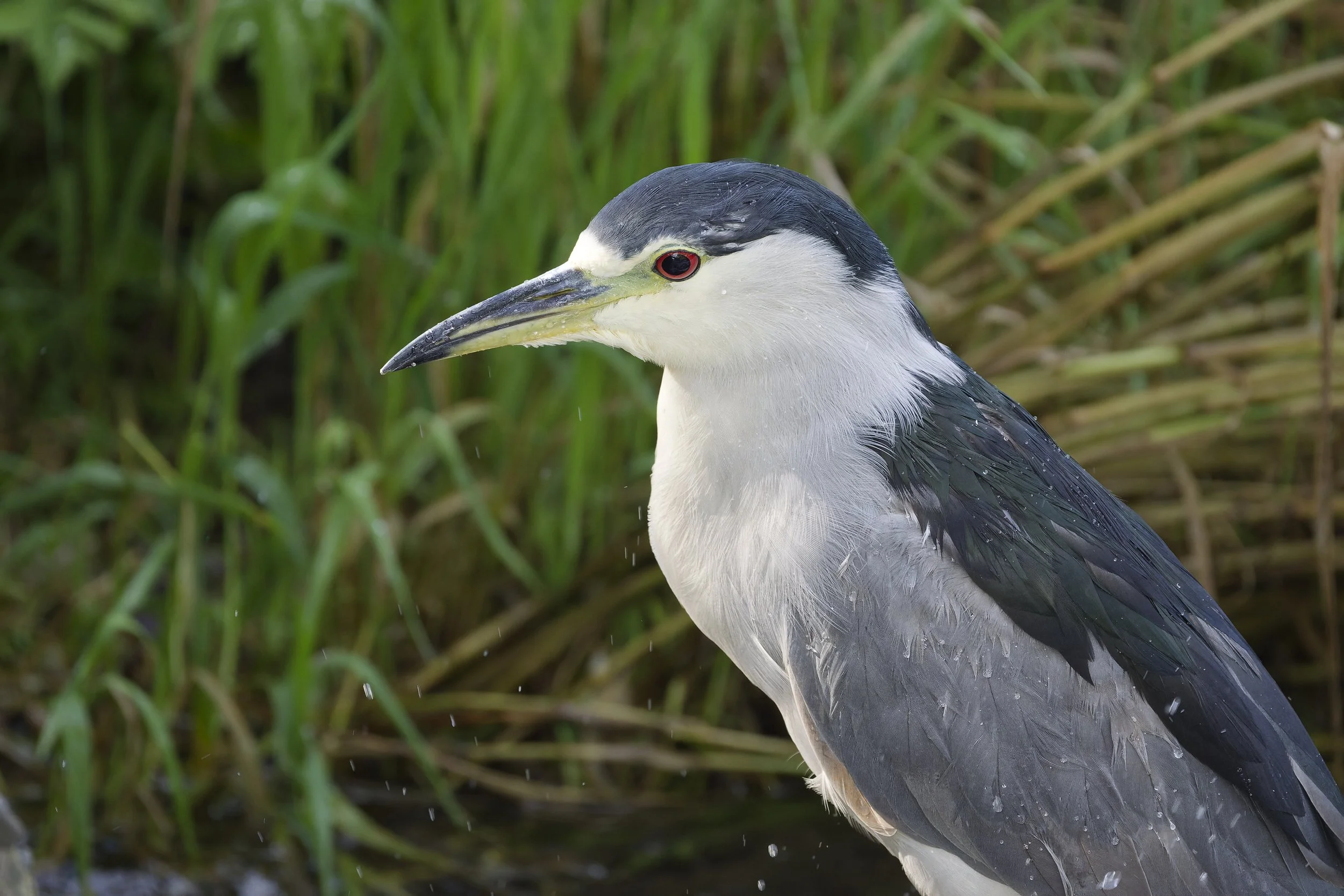 Rebel night heron fishing during the day 