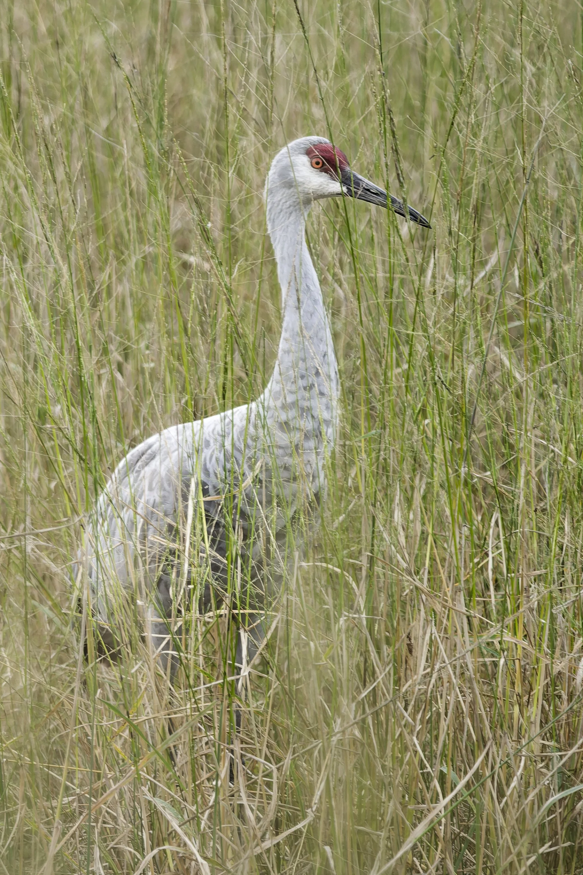 Sandhill crane in tall grass