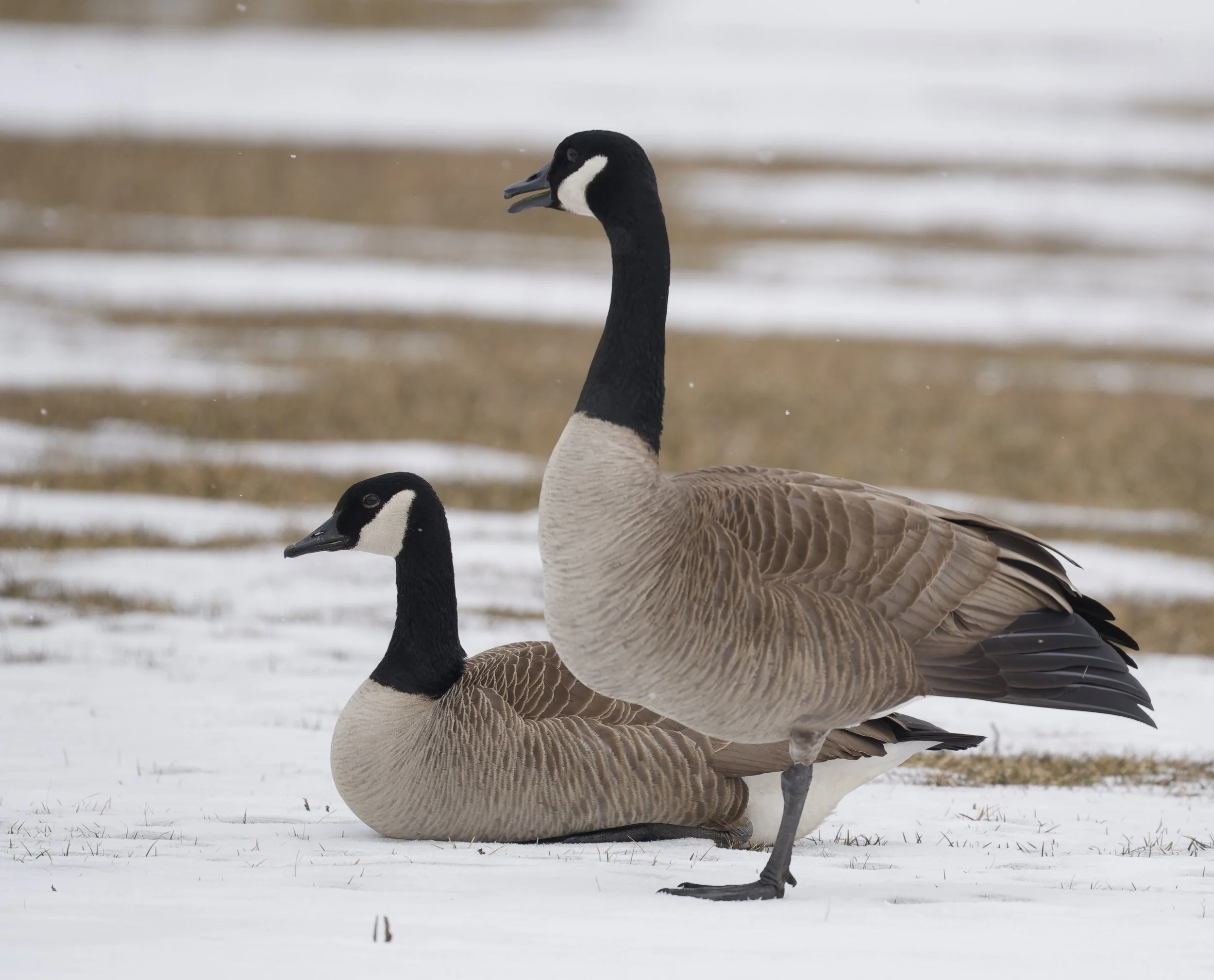 Couple of Canada goose resting