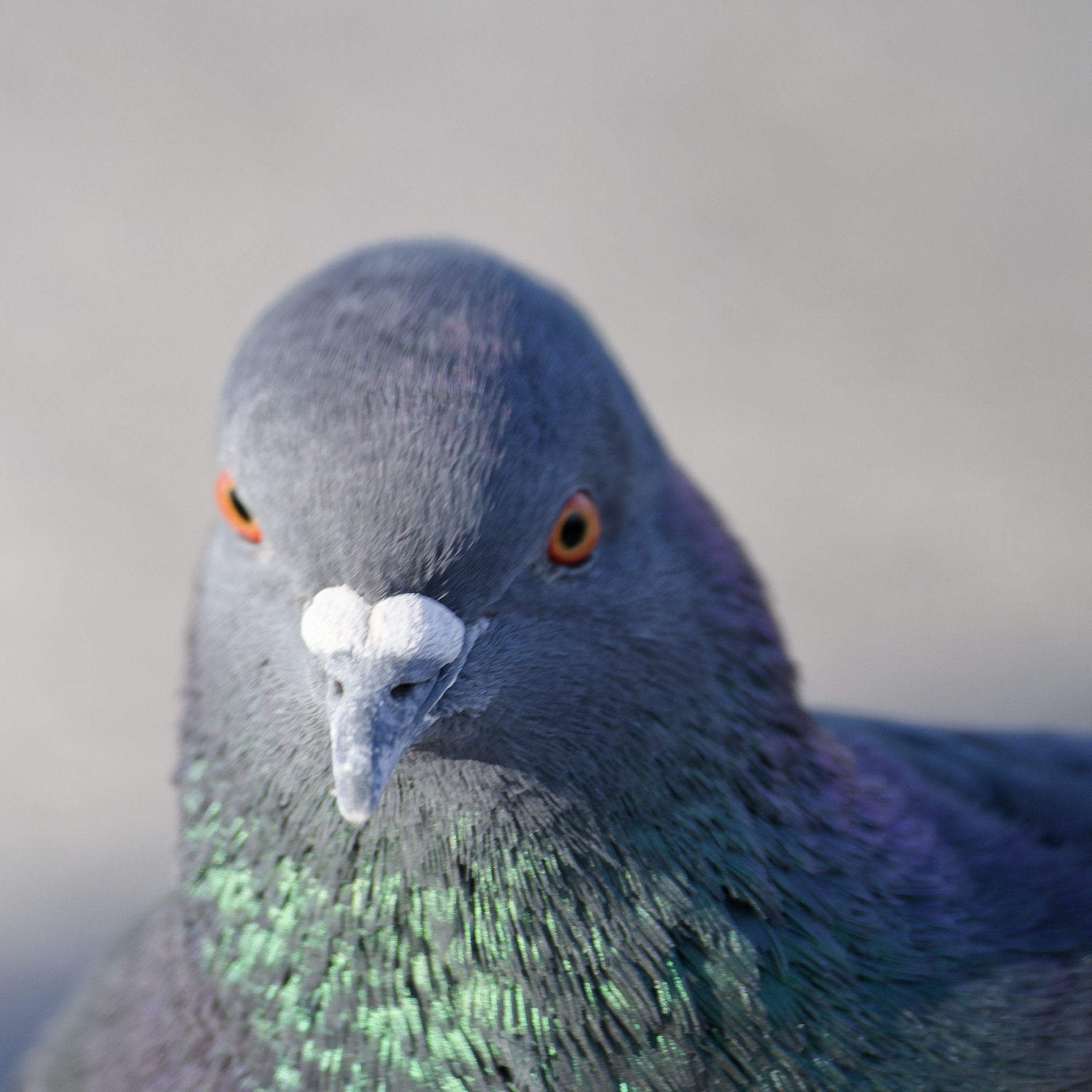 Rock pigeon in pastel colors
