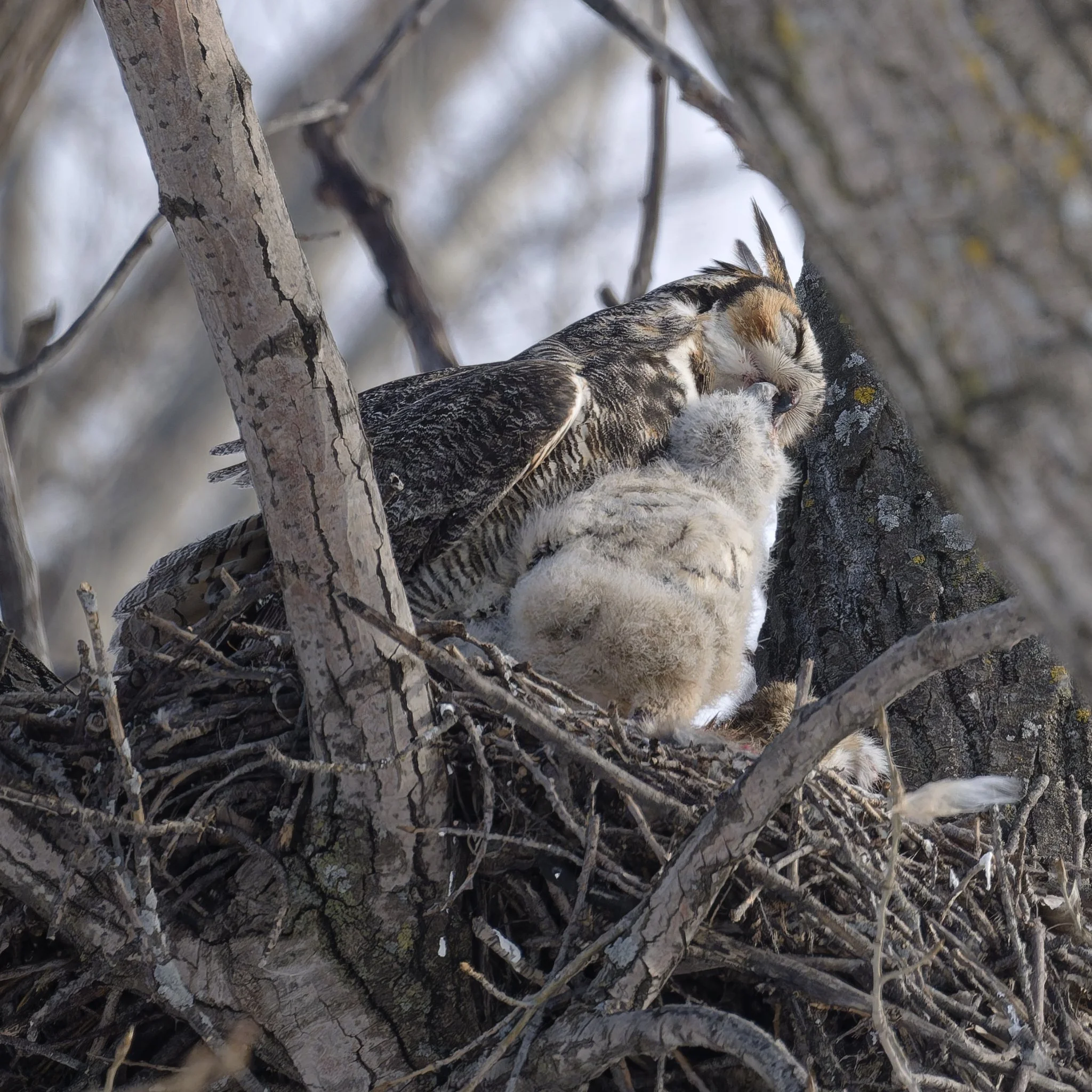 Great horned owl feeding its hungry chick 