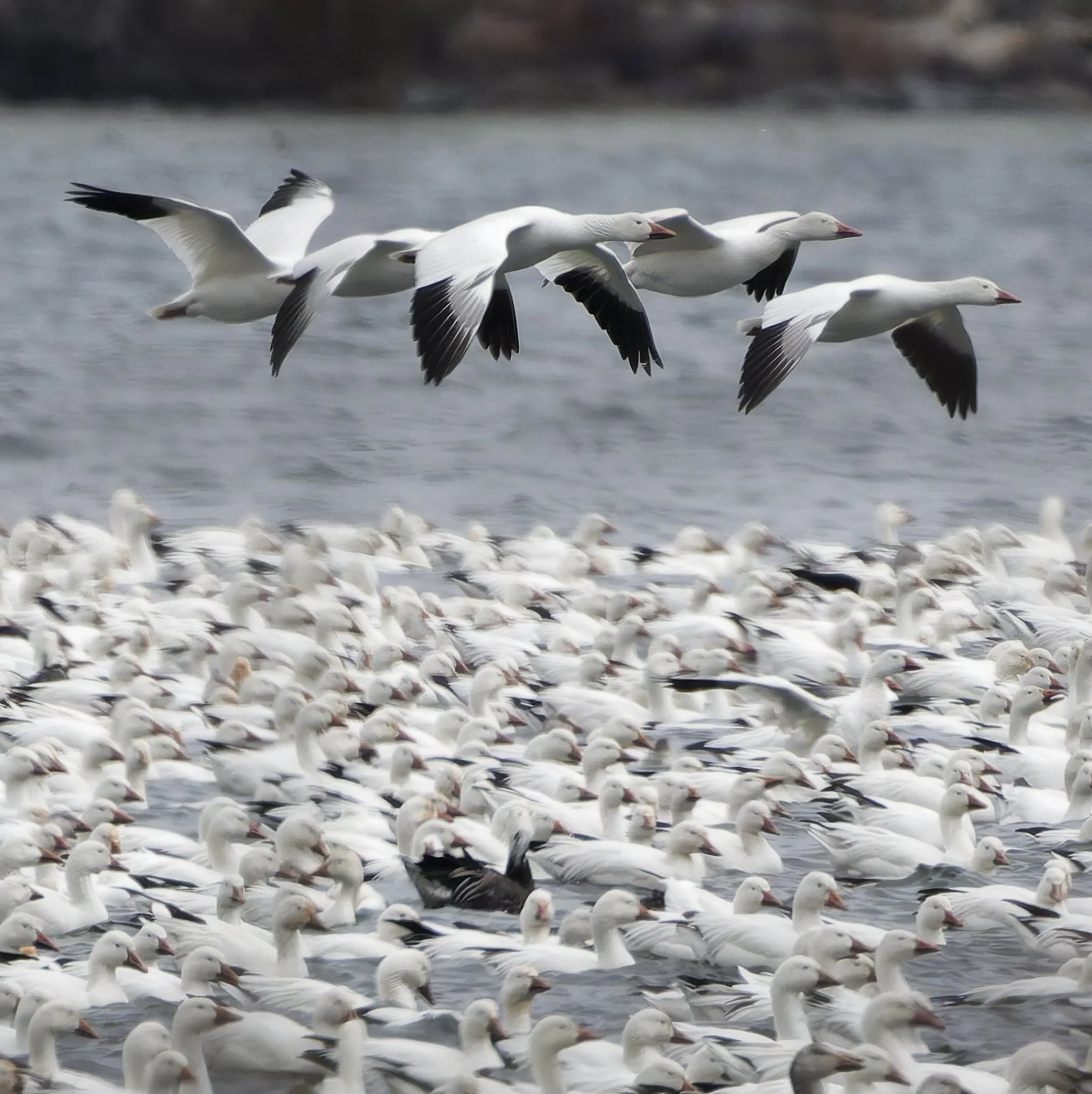 Snow geese during migration