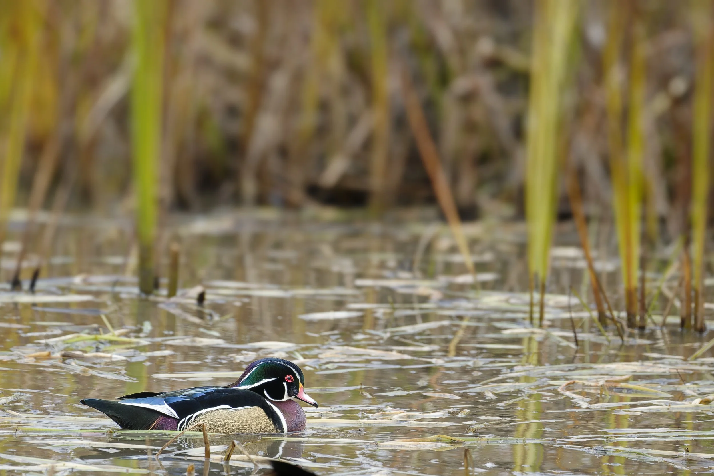 Male wood duck in its habitat