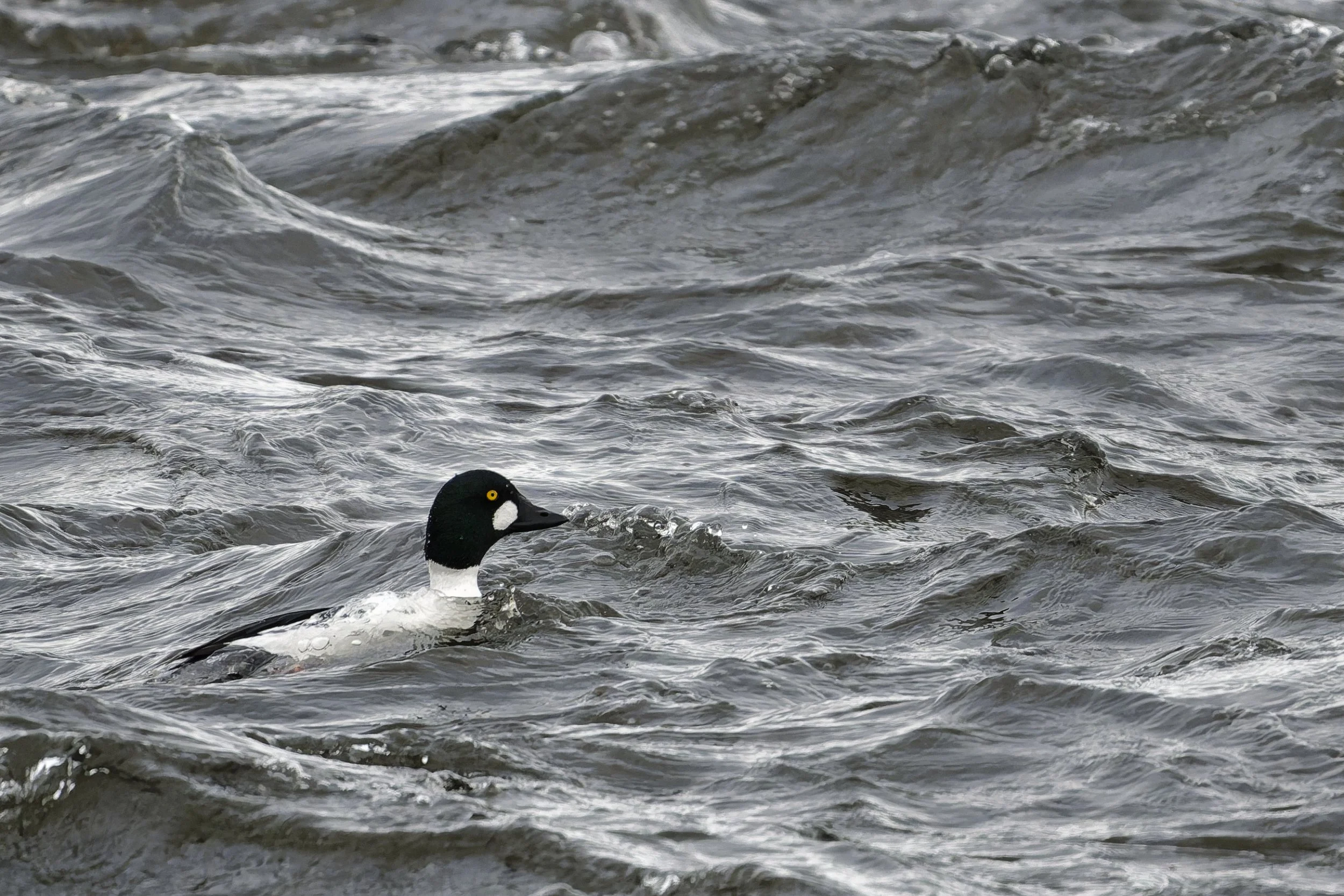 Common goldeneye in the rapids