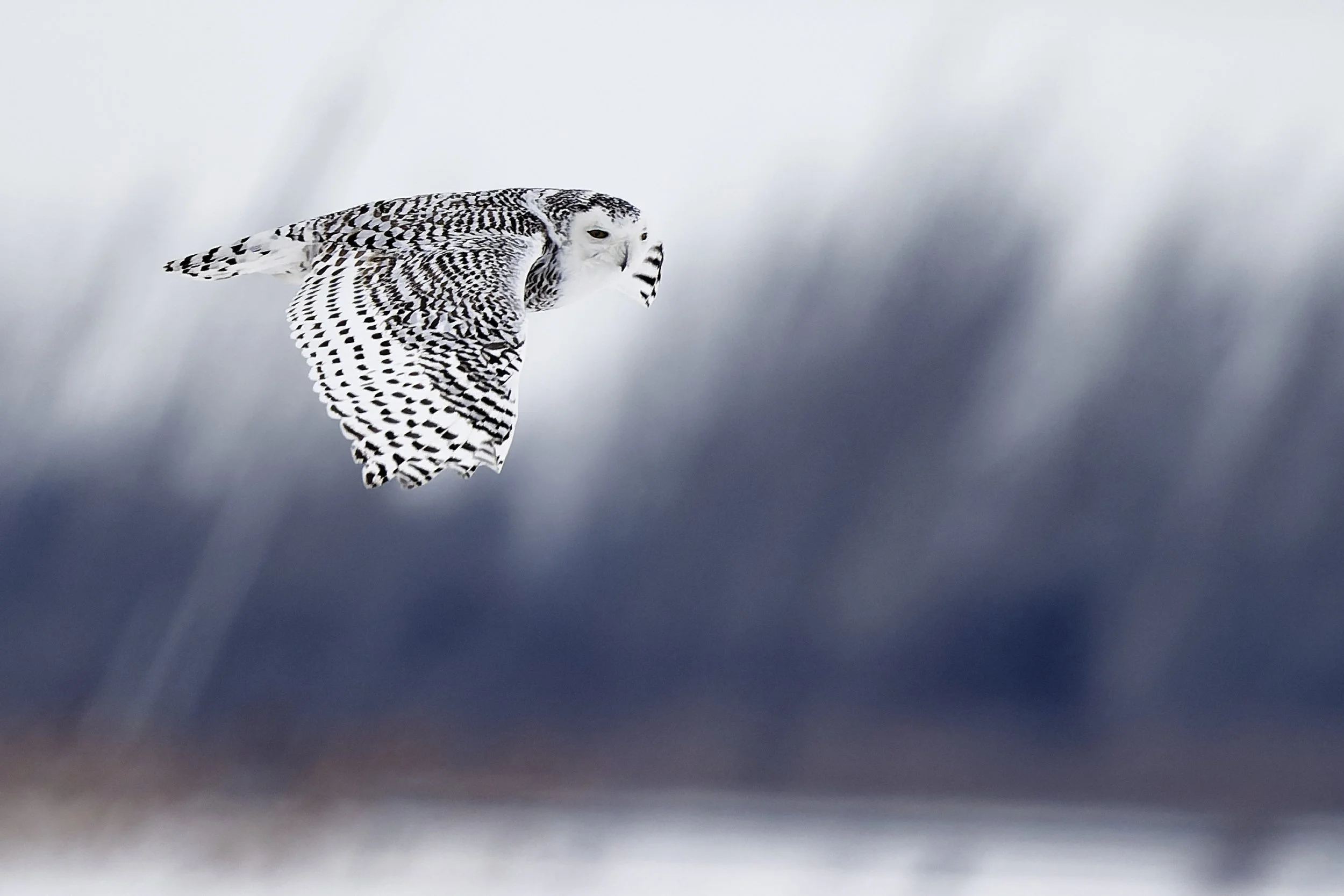 Snowy owl in flight