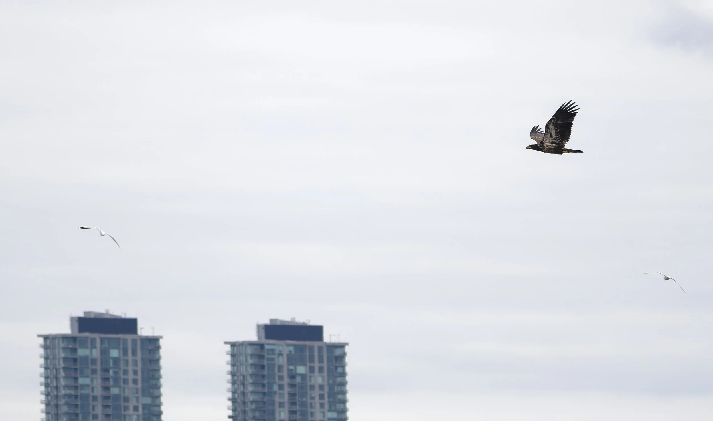 Bald eagle (immature) and high-rises
