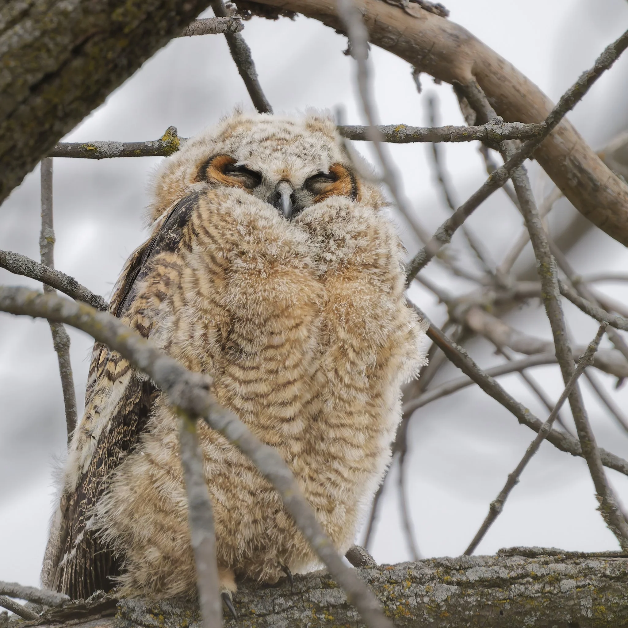 Great horned owlet, flew out of nest