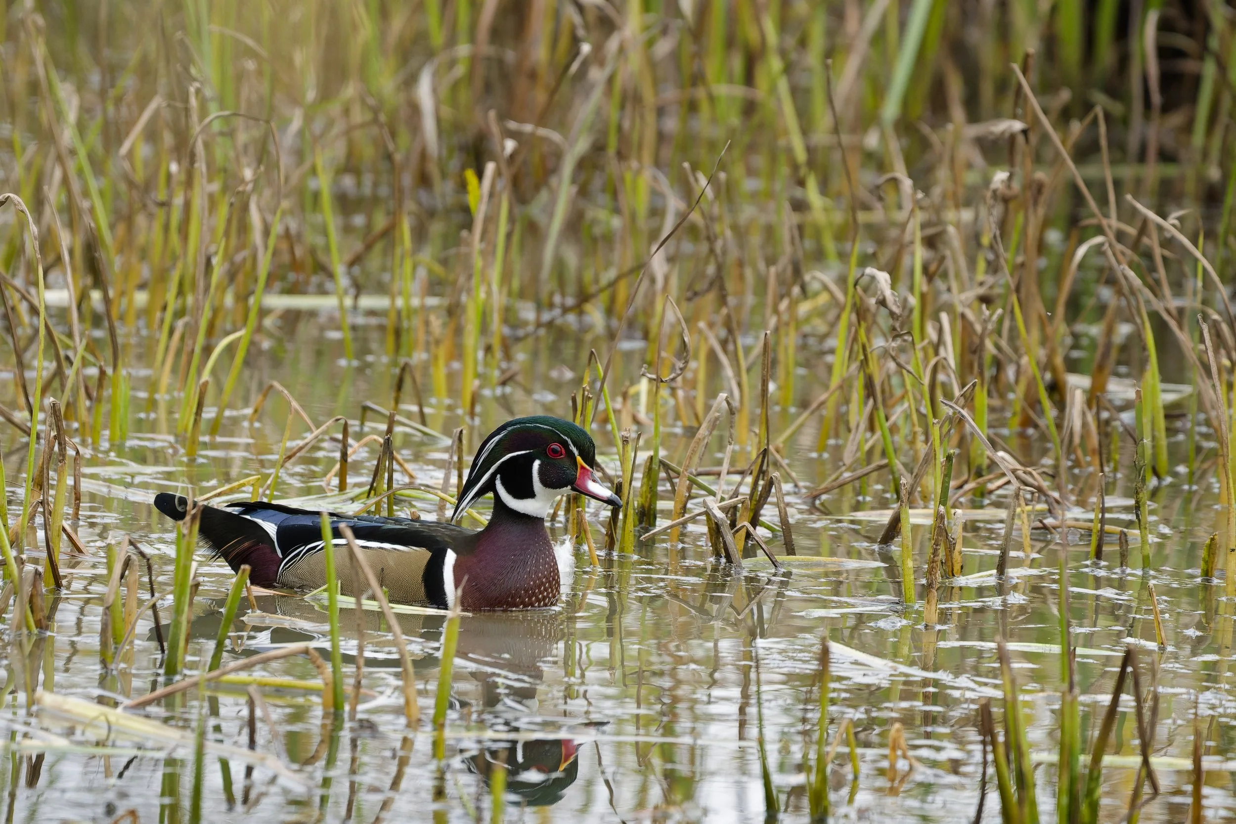 Male wood duck in its wetland habitat