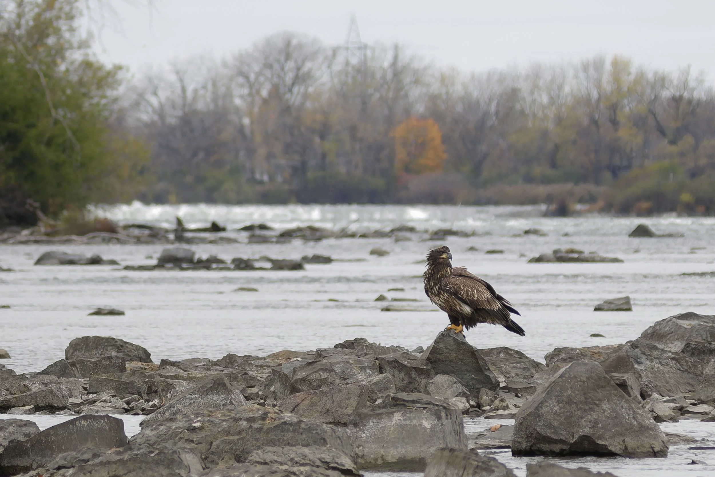 Bald eagle (immature)