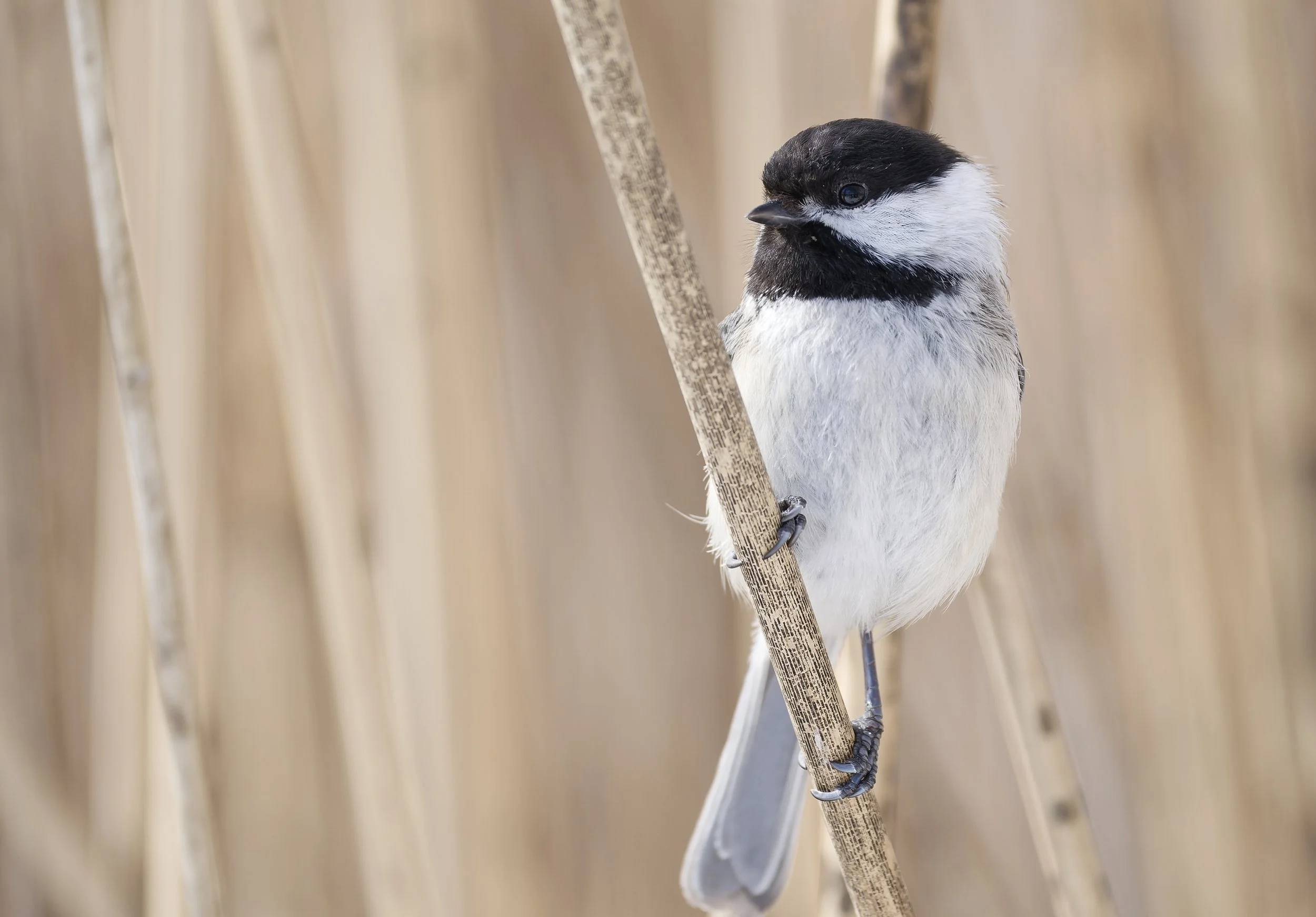 Black-capped chickadee and reeds
