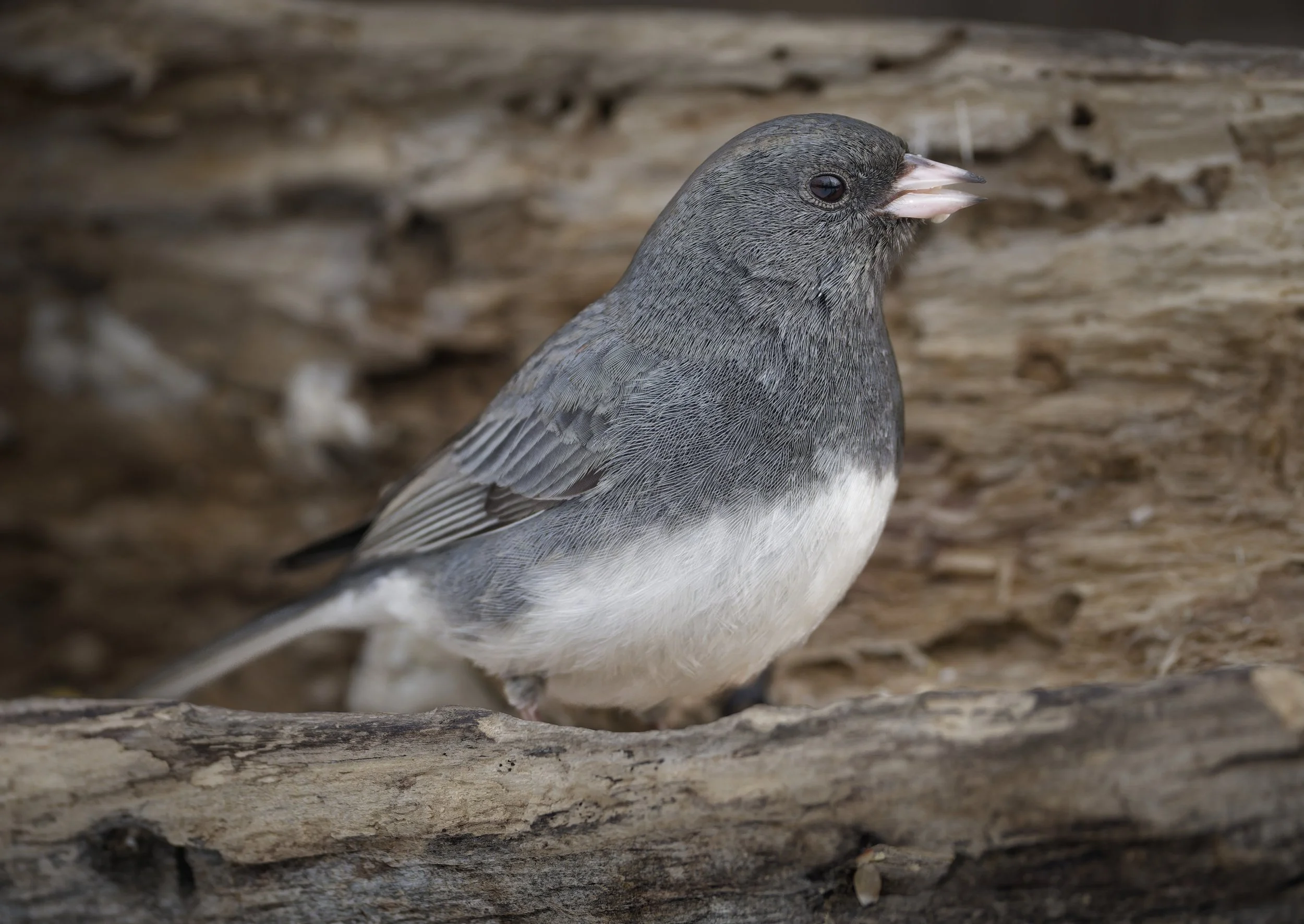 Dark-eyed junco on log