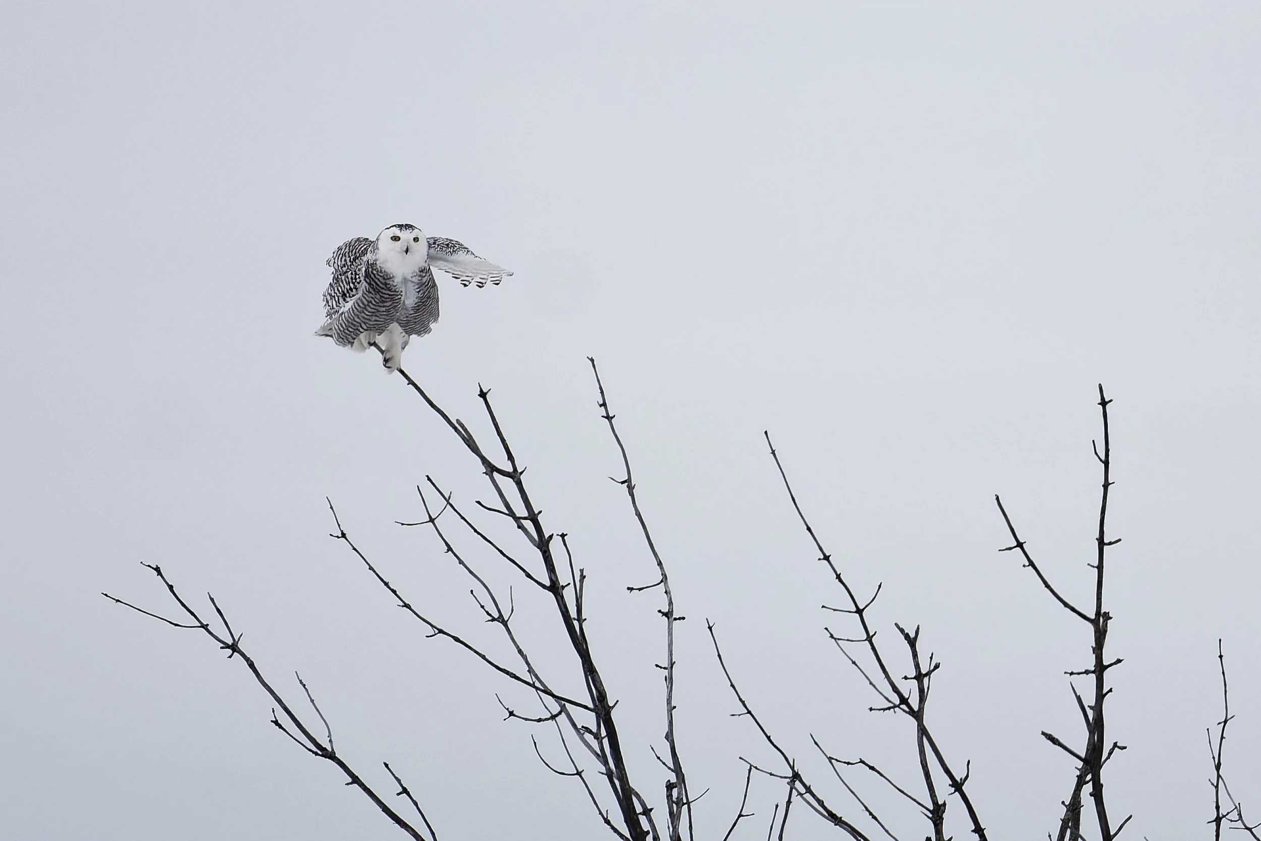 Snowy owl - ballet on a tiny perch