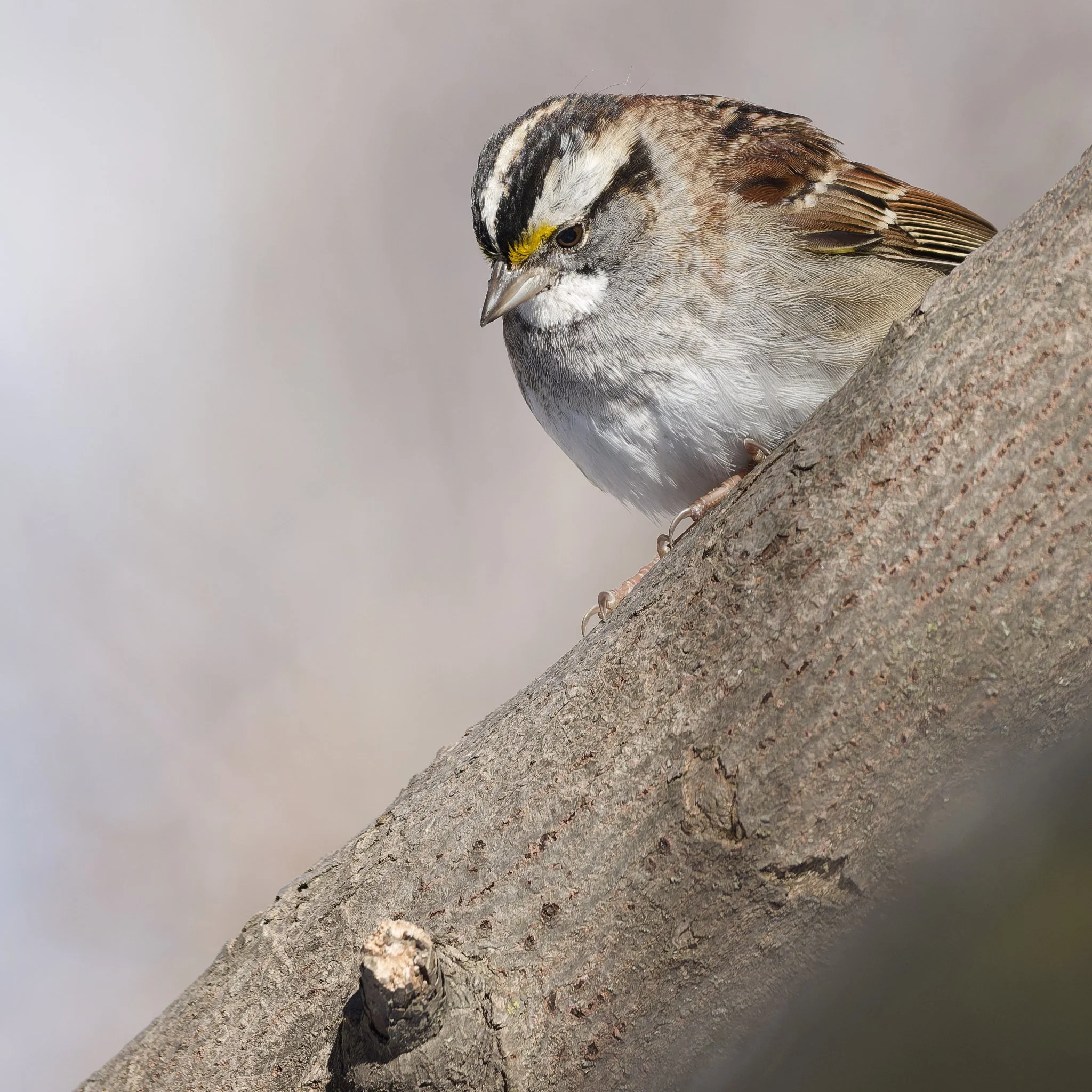 White-throated sparrow contemplating life