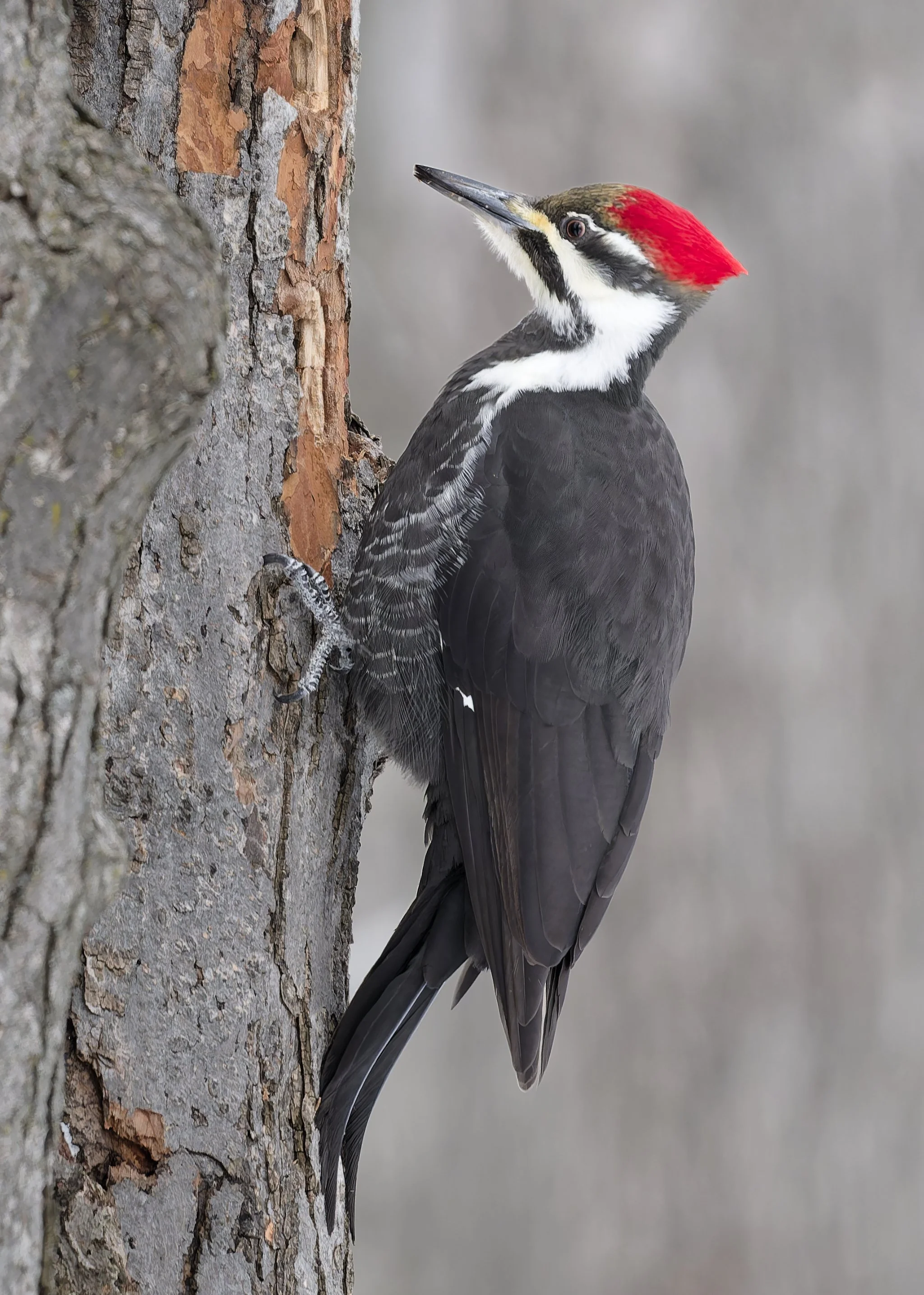 Pileated woodpecker hammering at a tree