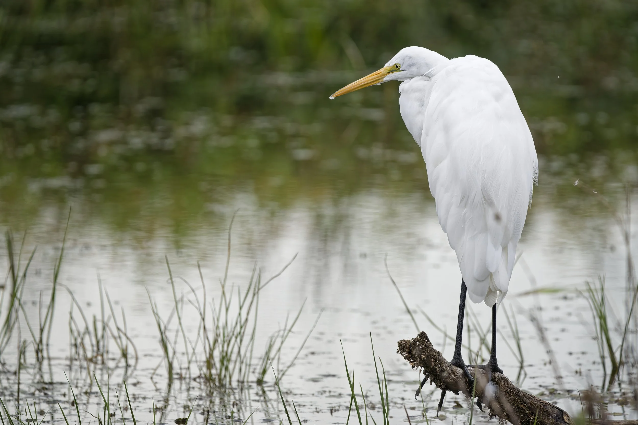 White great egret fishing from a log